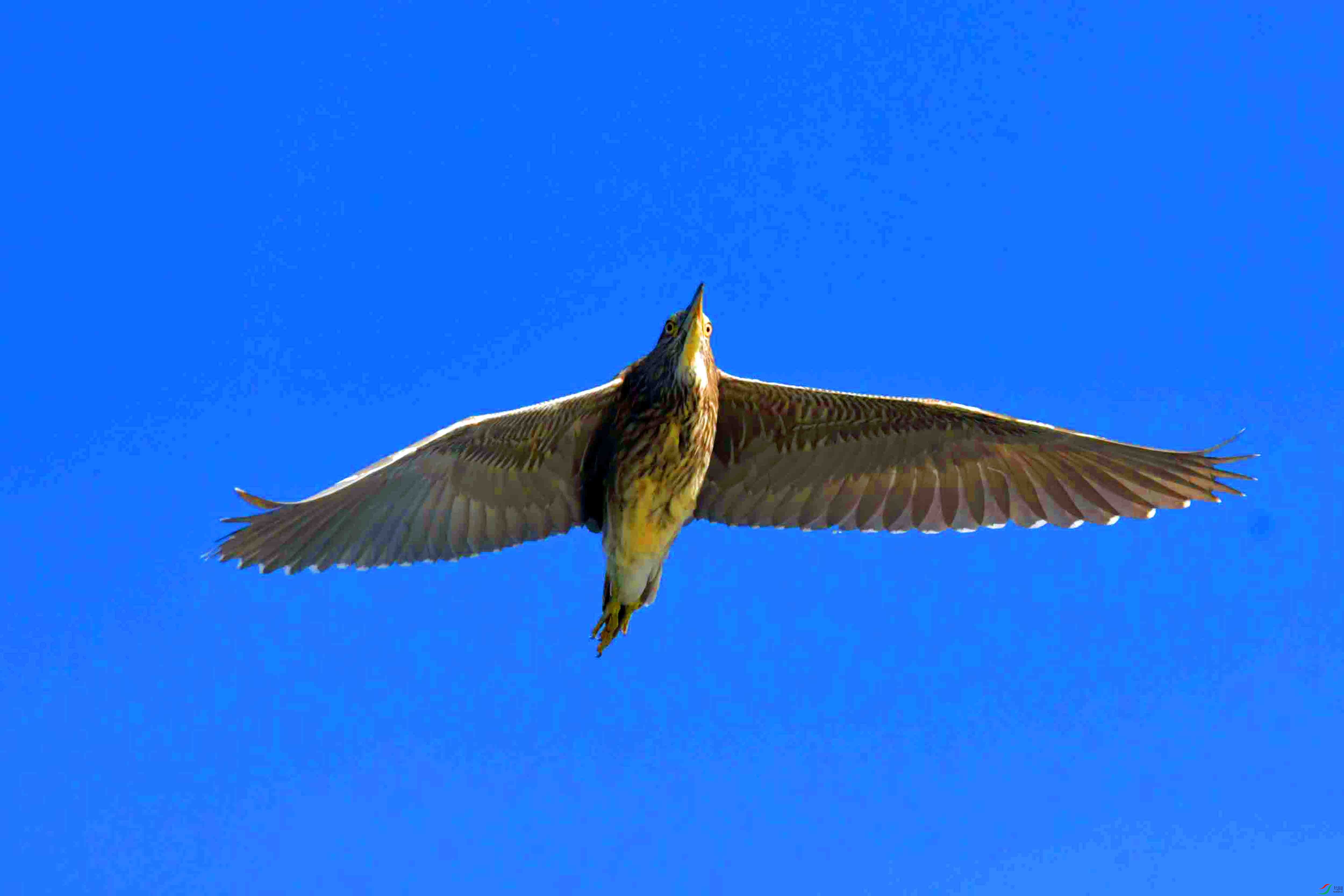 DSC_9920.JPG
