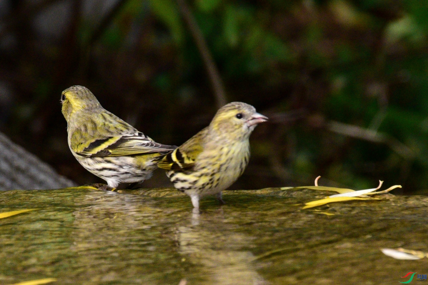 DSC_6548.JPG