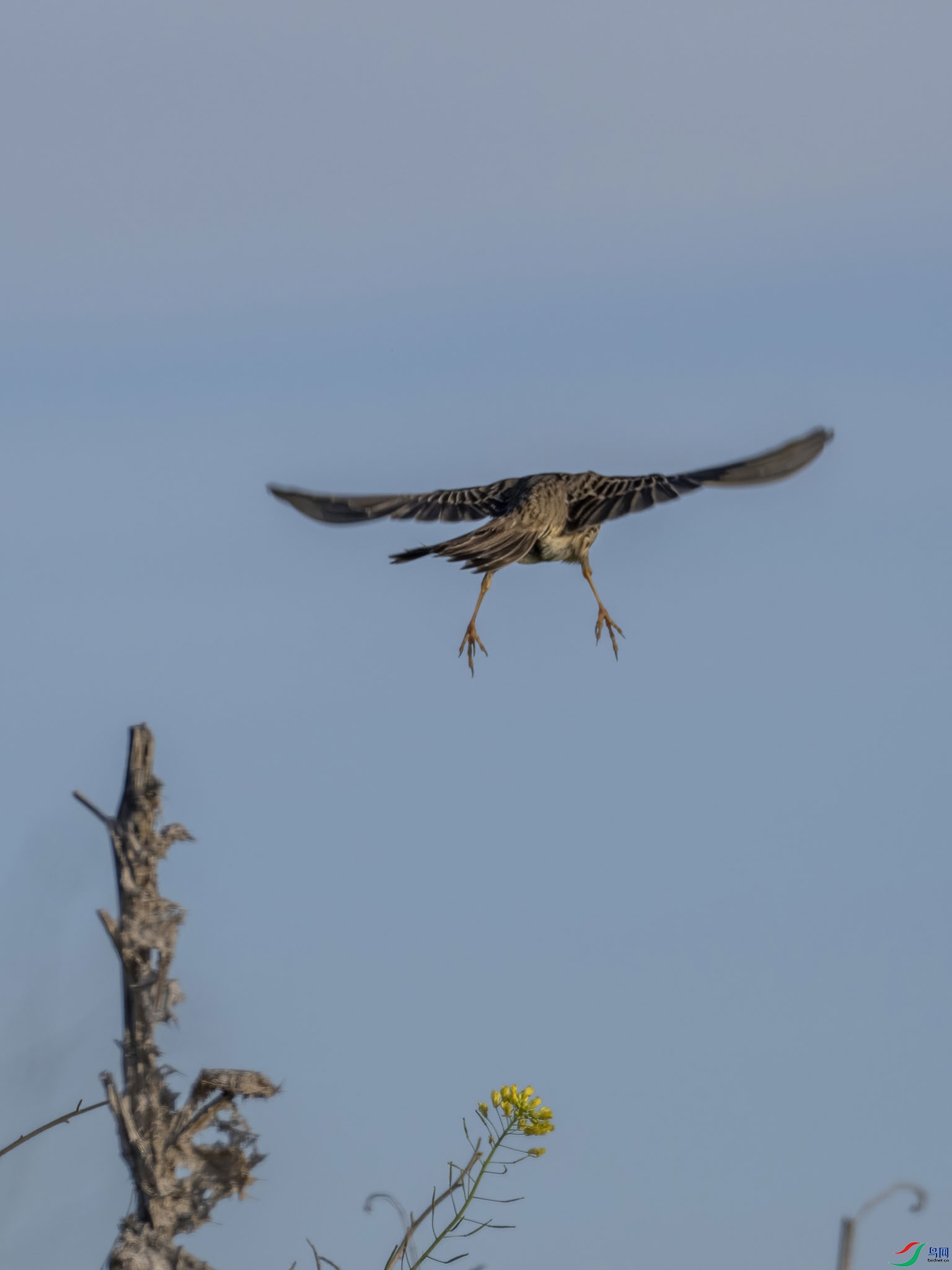 04 P4181106-DeNoiseAI-low-light.jpg