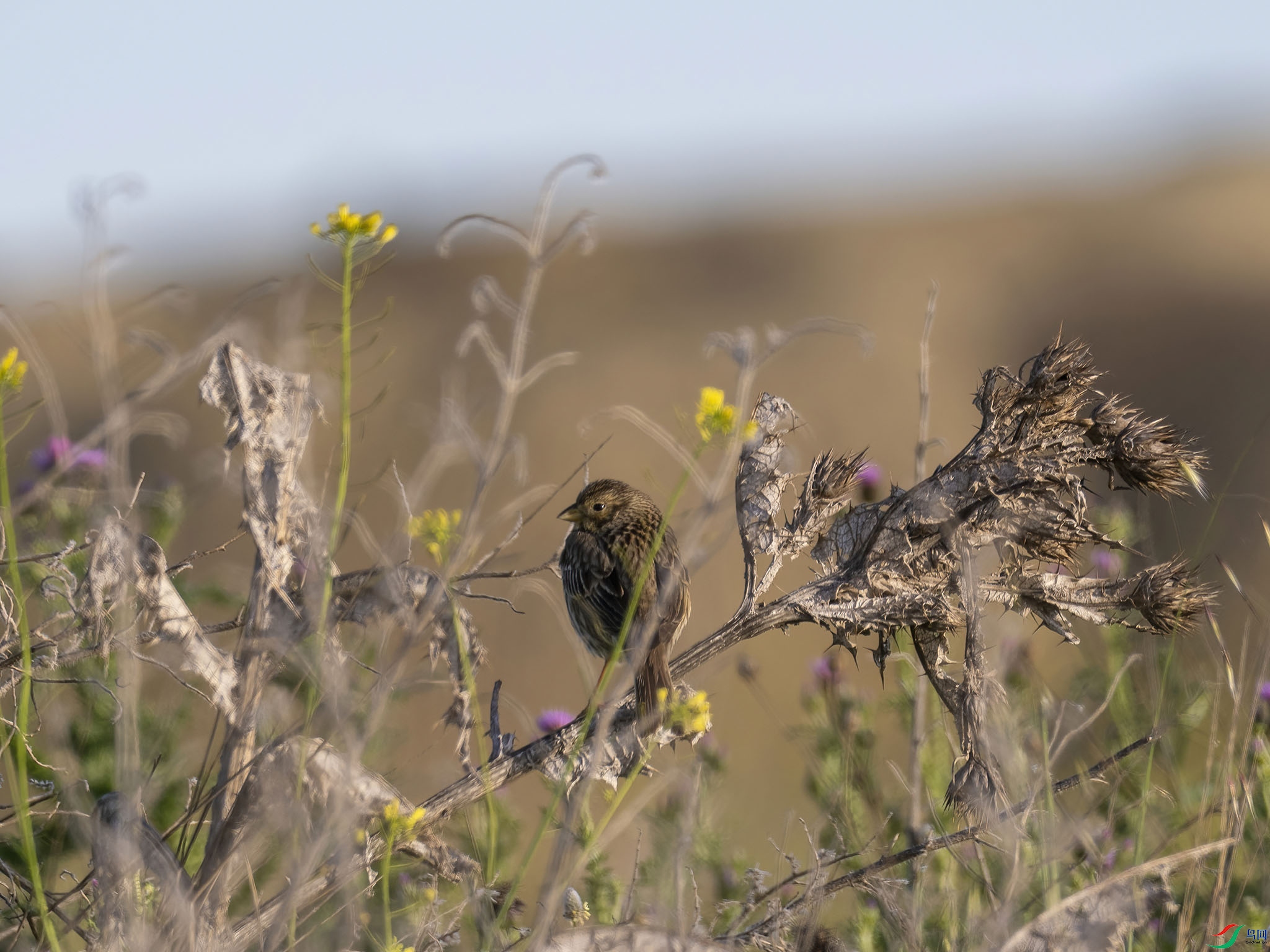 02 P4184484-DeNoiseAI-low-light.jpg