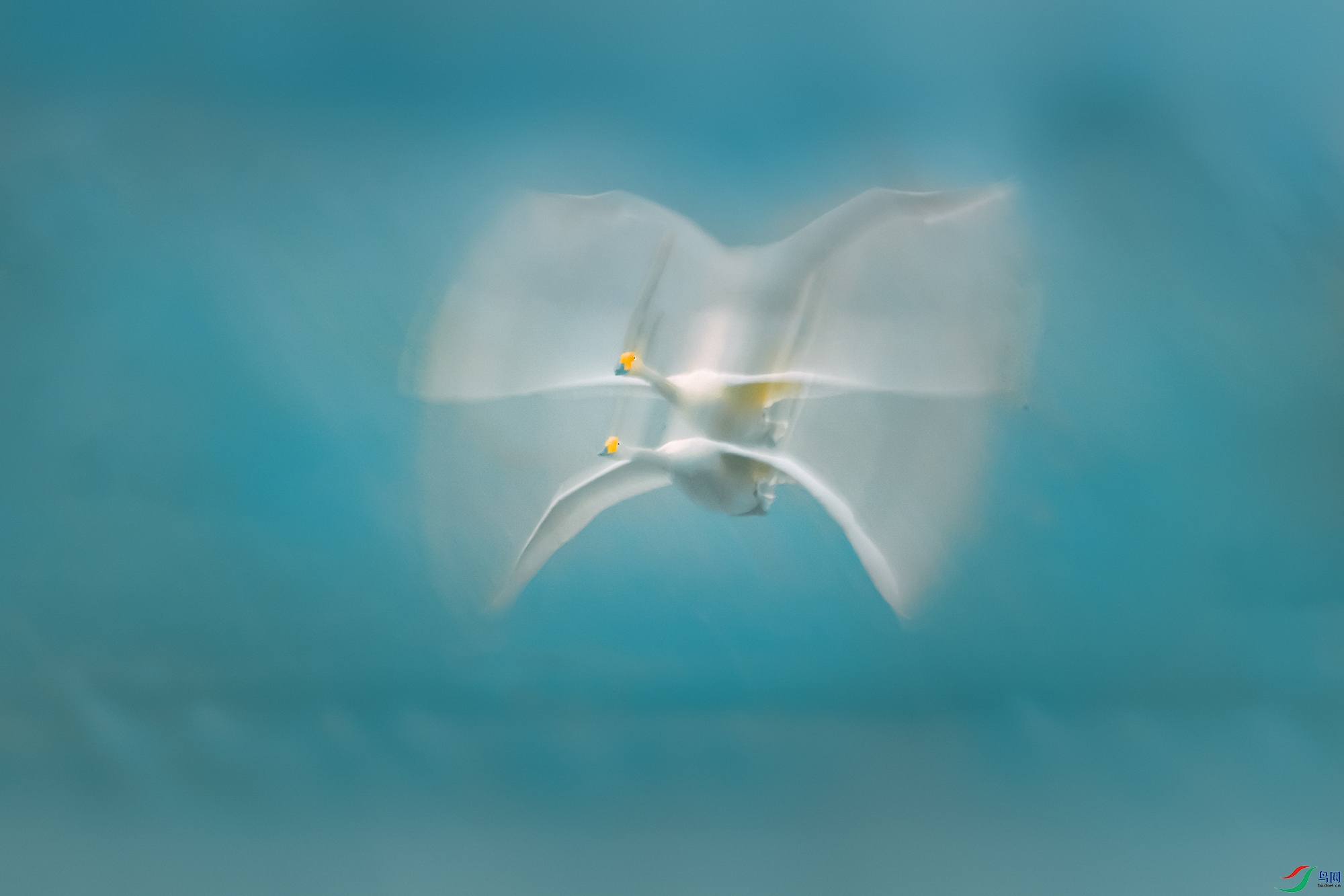 �����----������Ӱ