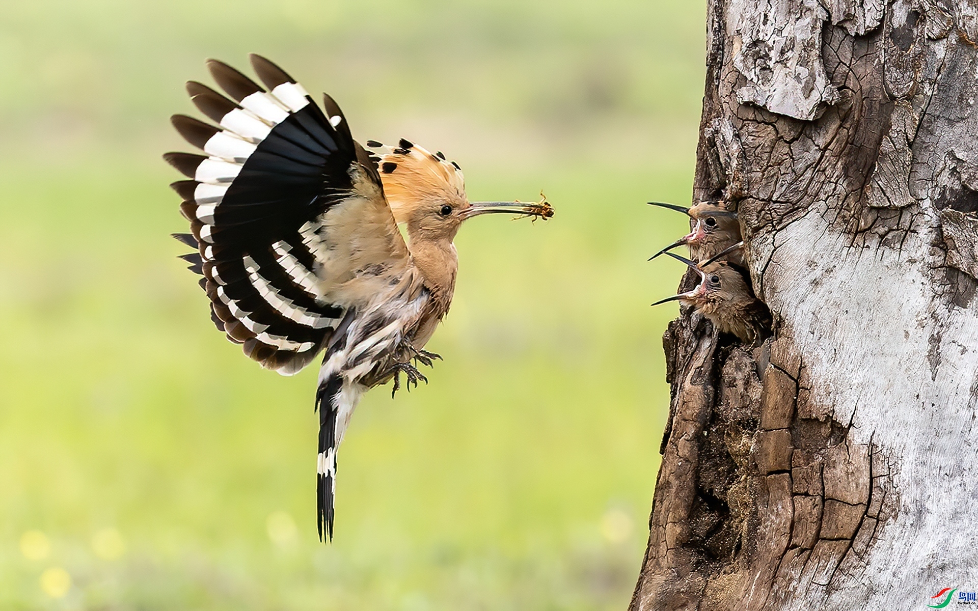 ����  ���� л���� �ܶ�.jpg