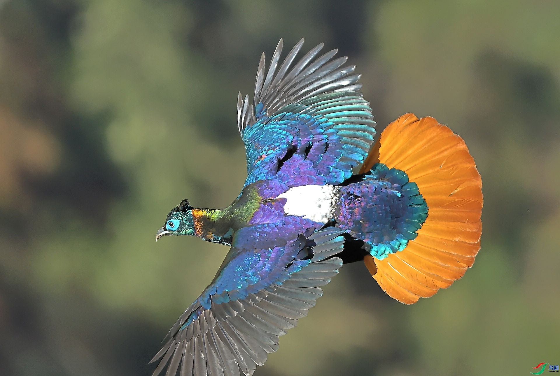 ���÷ɺ�  ���� 8341.jpg