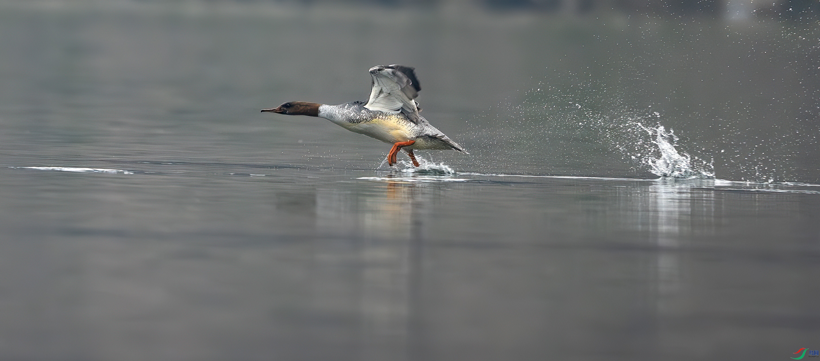 DSC_0343-����ǿ-NR ����.jpg