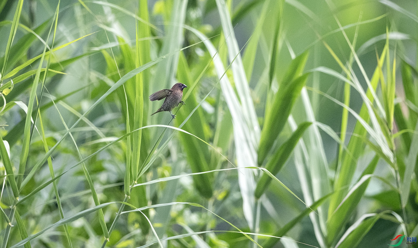 DSC_3099 ����.jpg