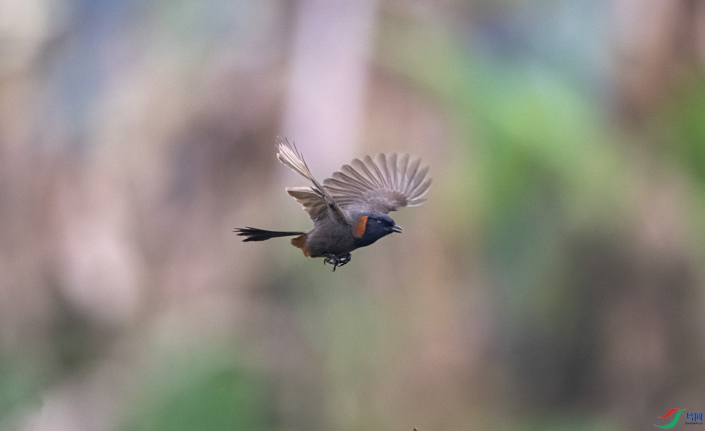 DSC_3035 ����.jpg