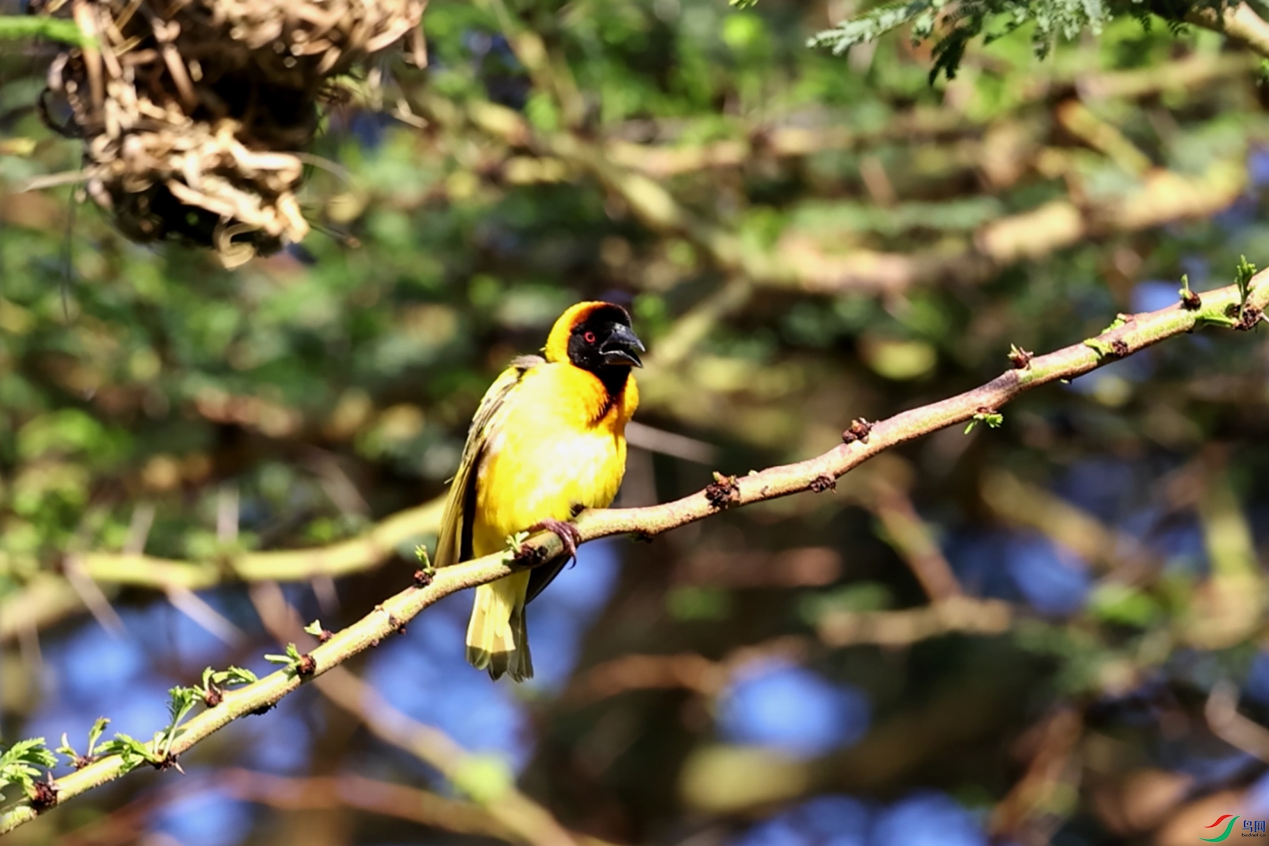 DSC_4364 ����.jpg