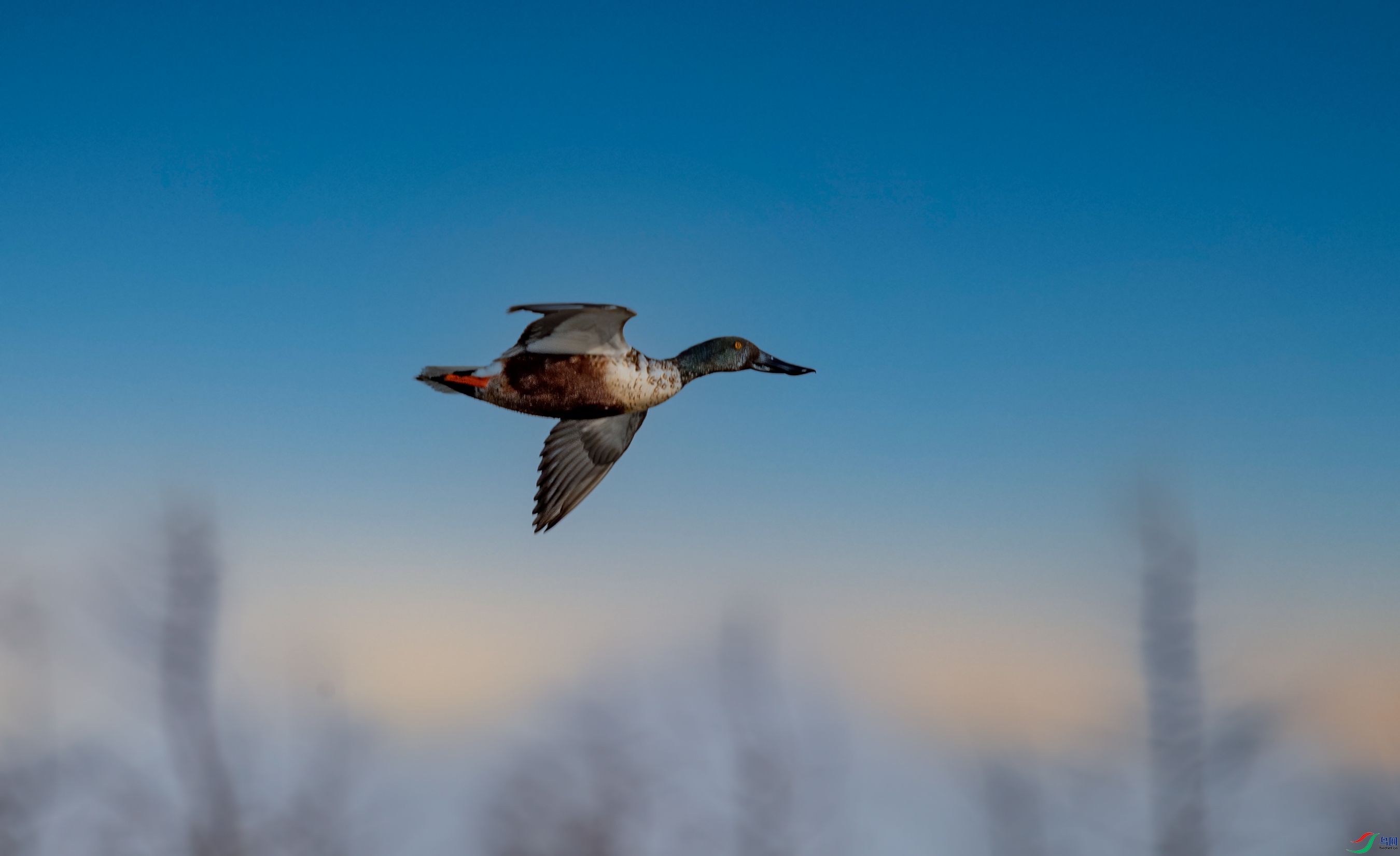 _DSC3215-1.jpg