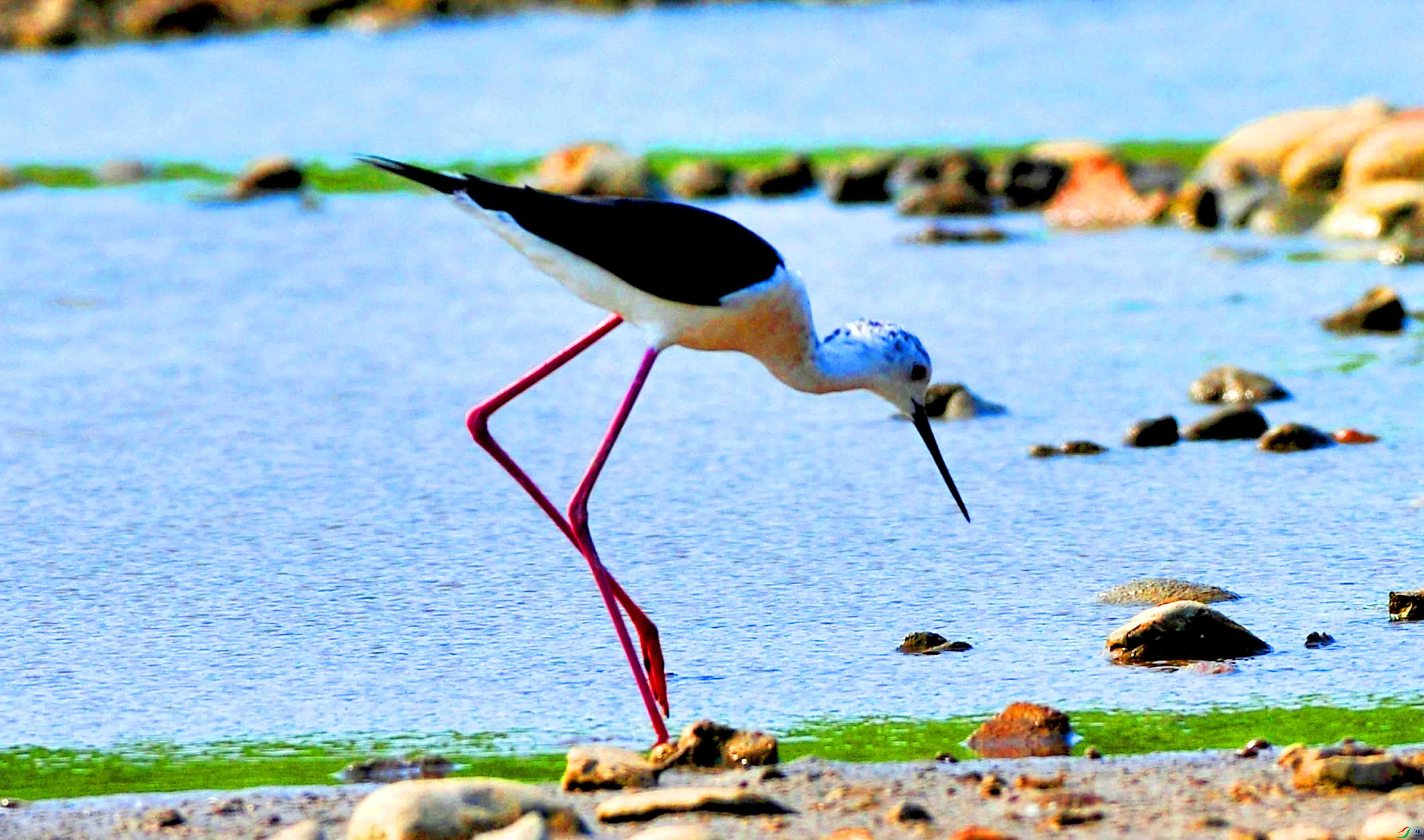 ���ĺڳ᳤���� (6).JPG