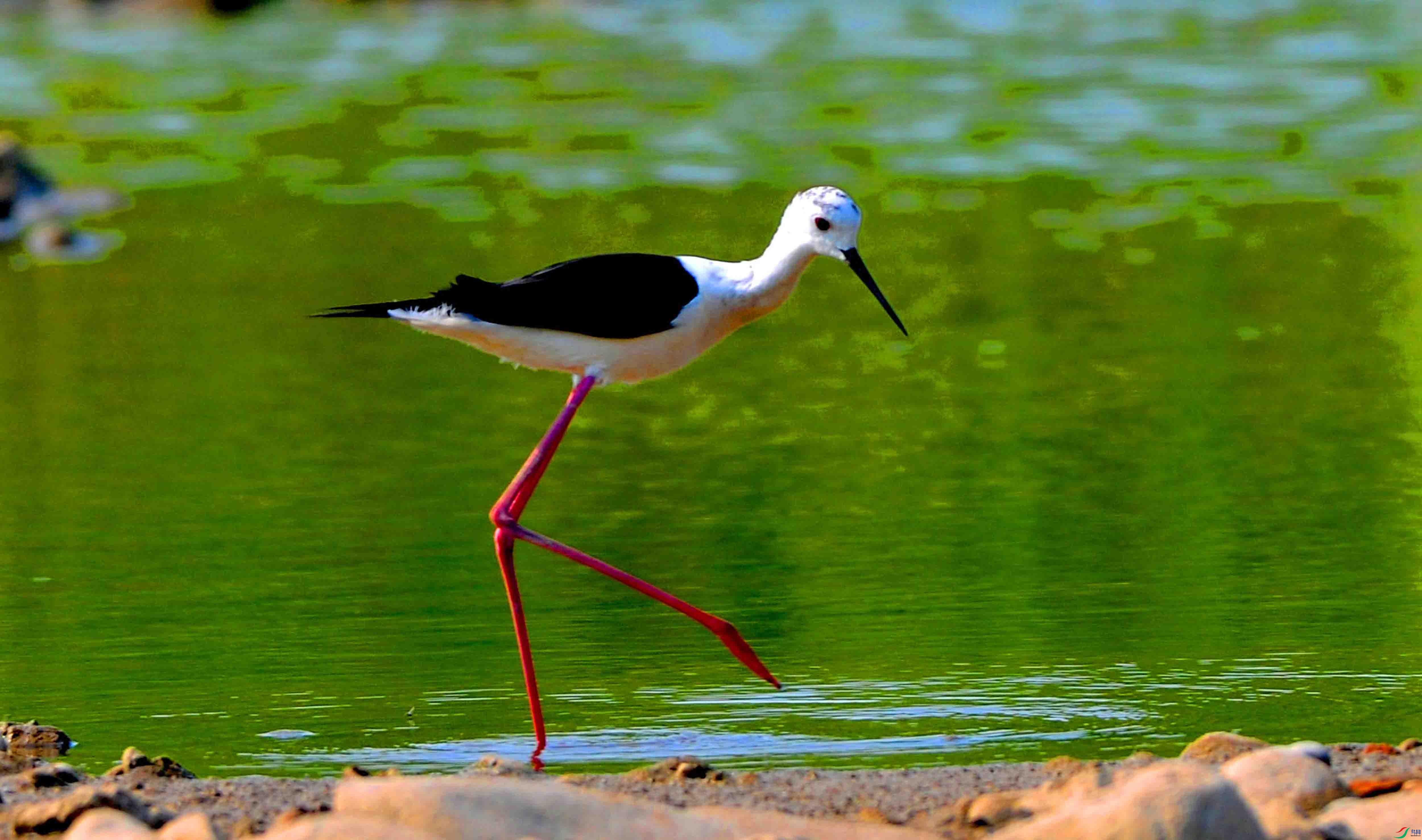 ���ĺڳ᳤���� (7).JPG