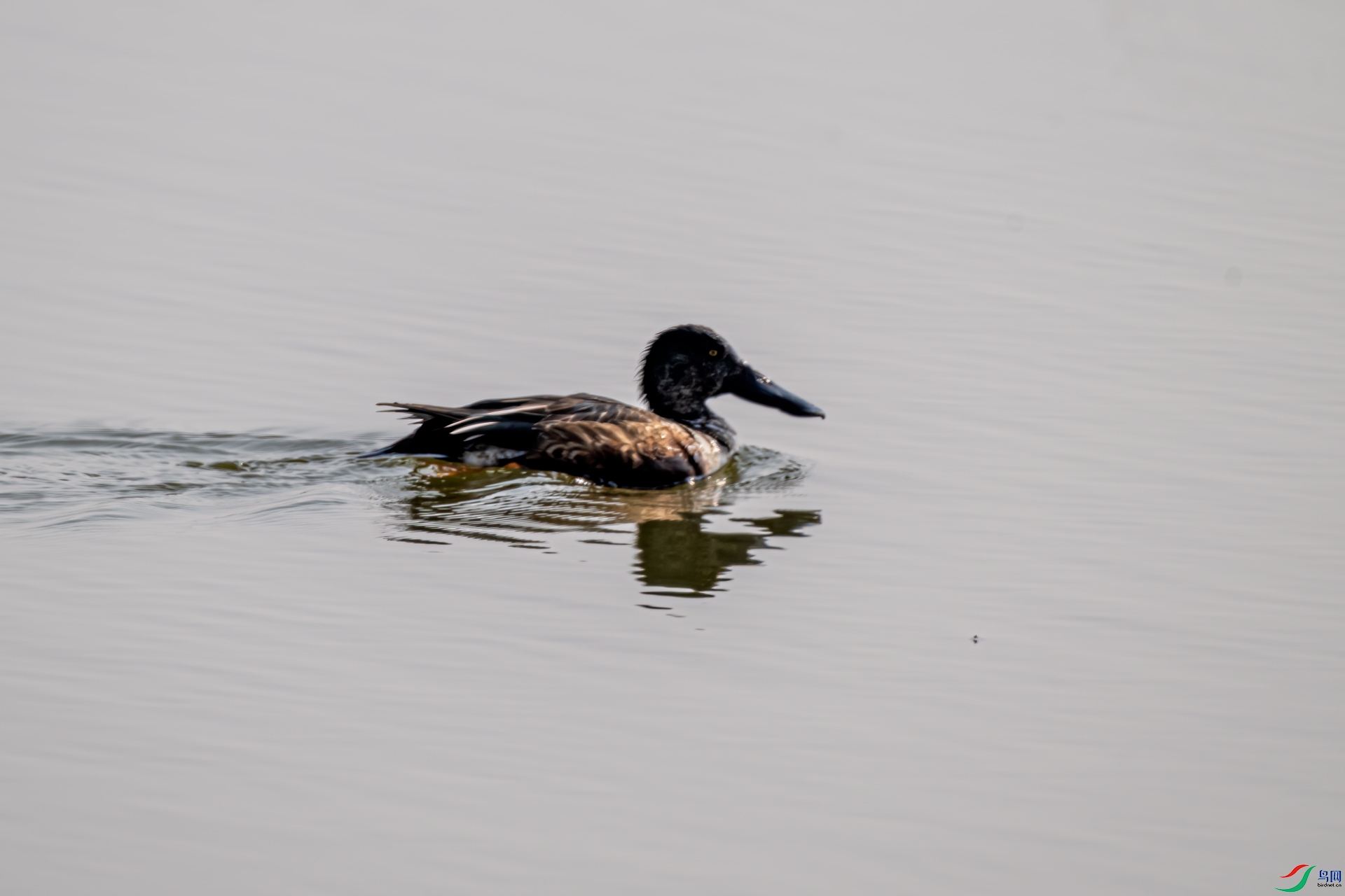 DSC_2400-11.jpg