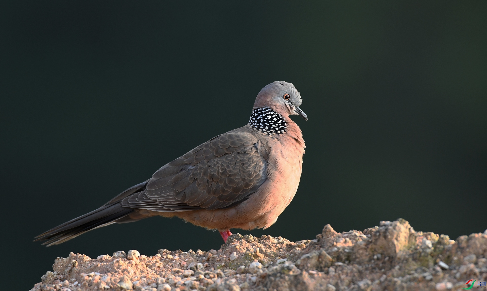 DSC_9022.jpg