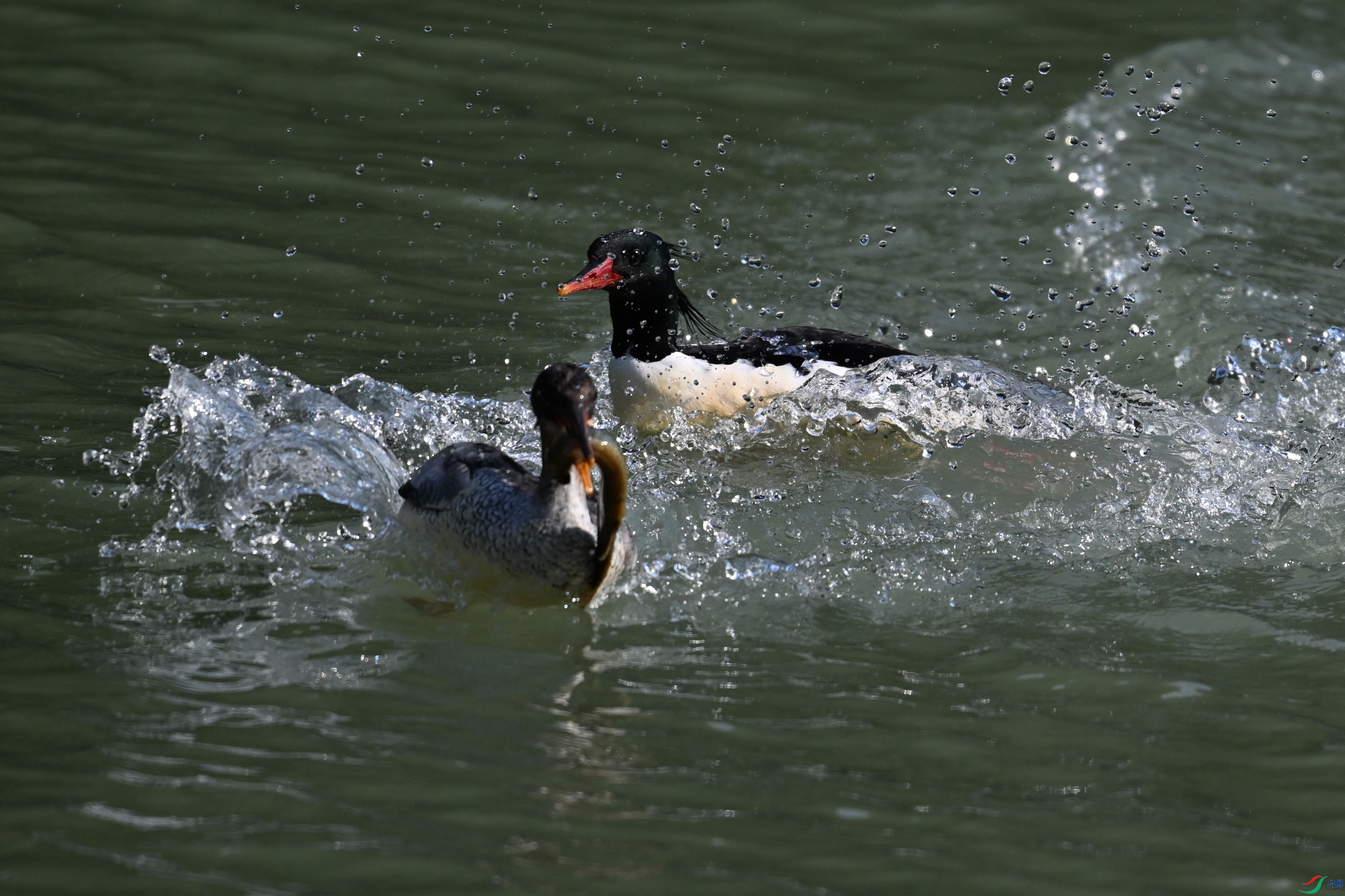 DSC_7453.JPG