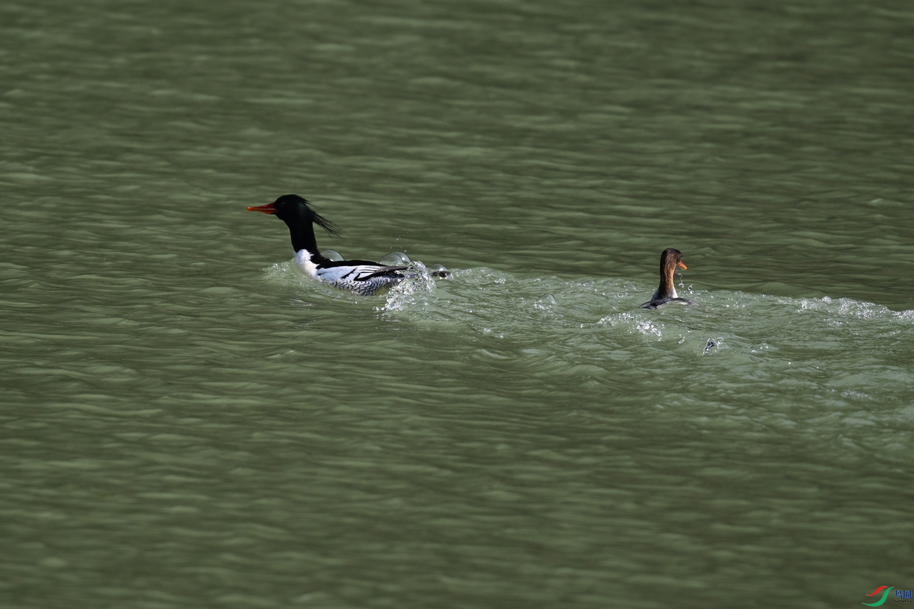 DSC_7514.JPG