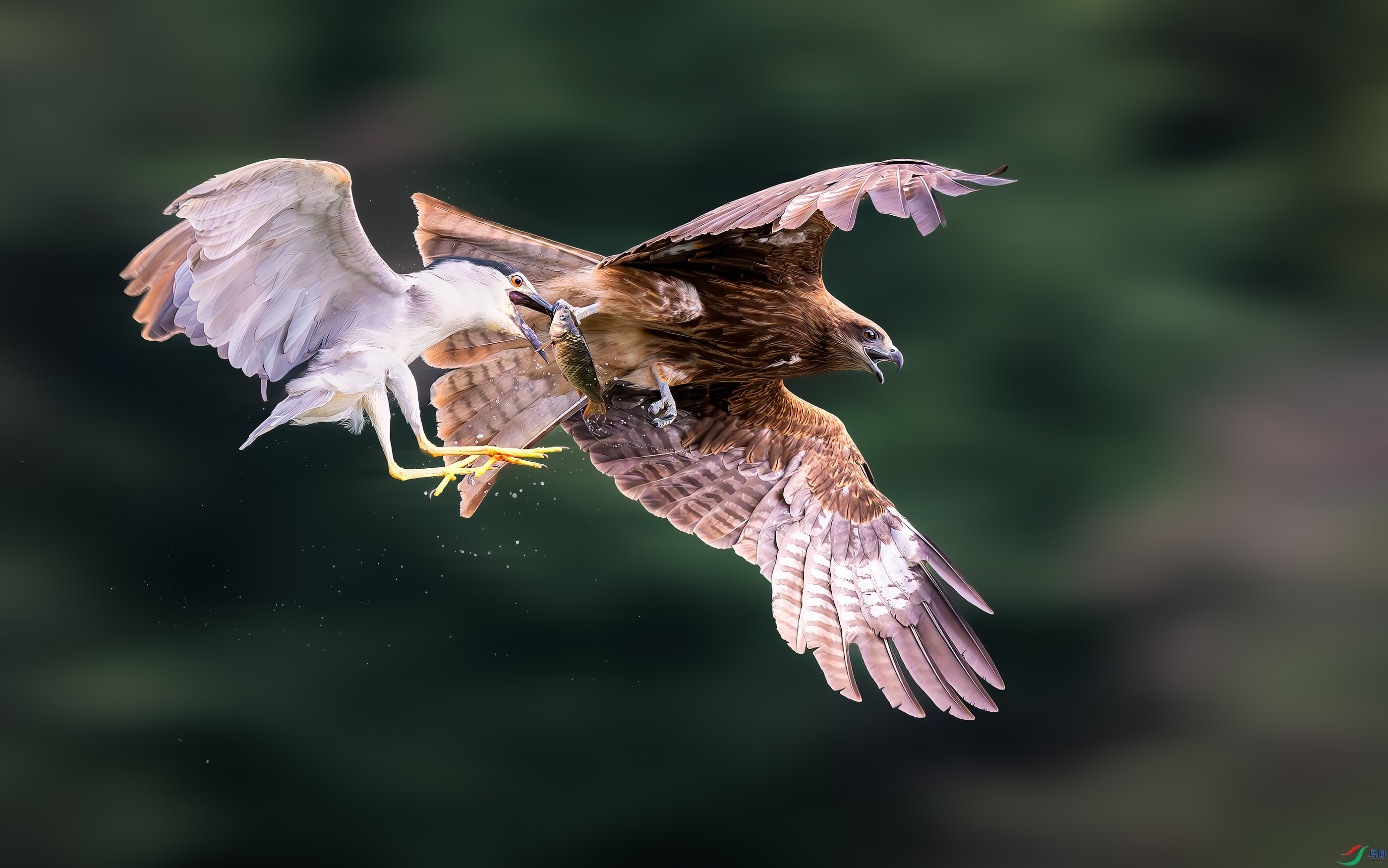 DSC_9284-����ǿ-NR ����.jpg