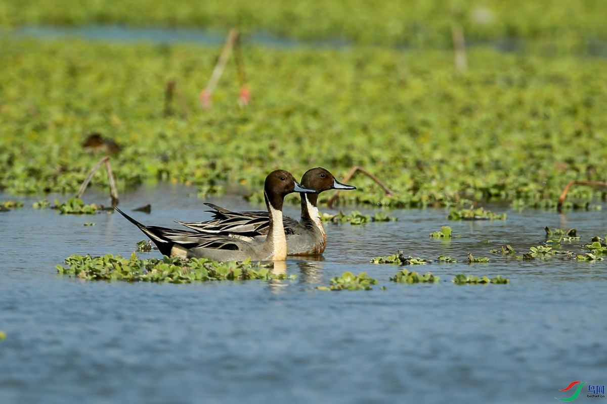 Picture 12137064.jpg