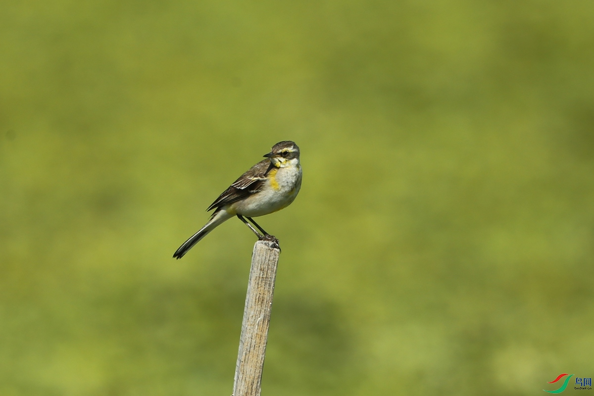 Picture 12868664.jpg