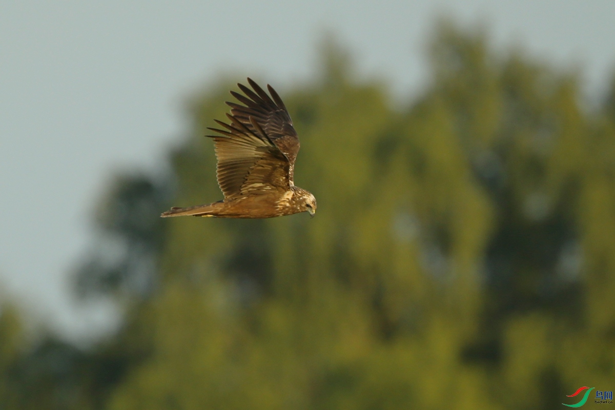 Picture 11438416.jpg