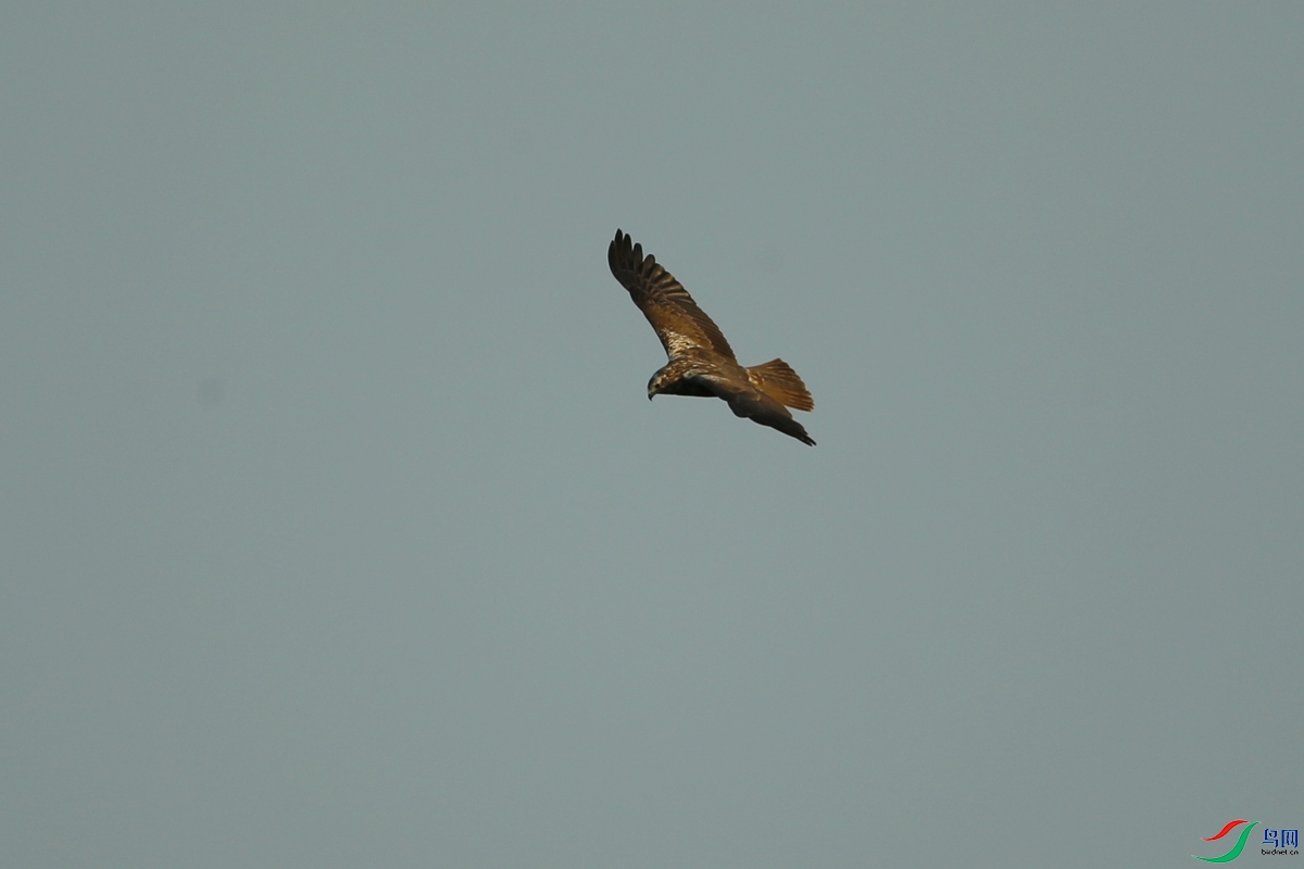Picture 11476960.jpg