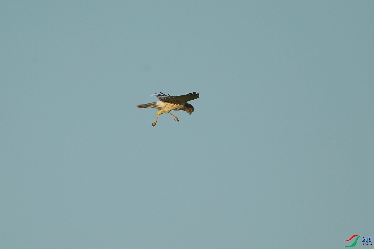 Picture 11965056.jpg