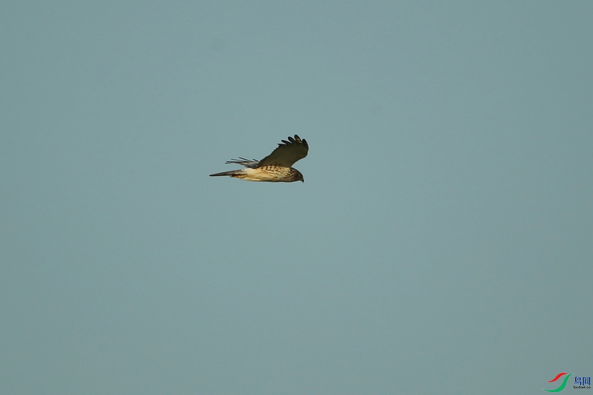 Picture 11971656.jpg