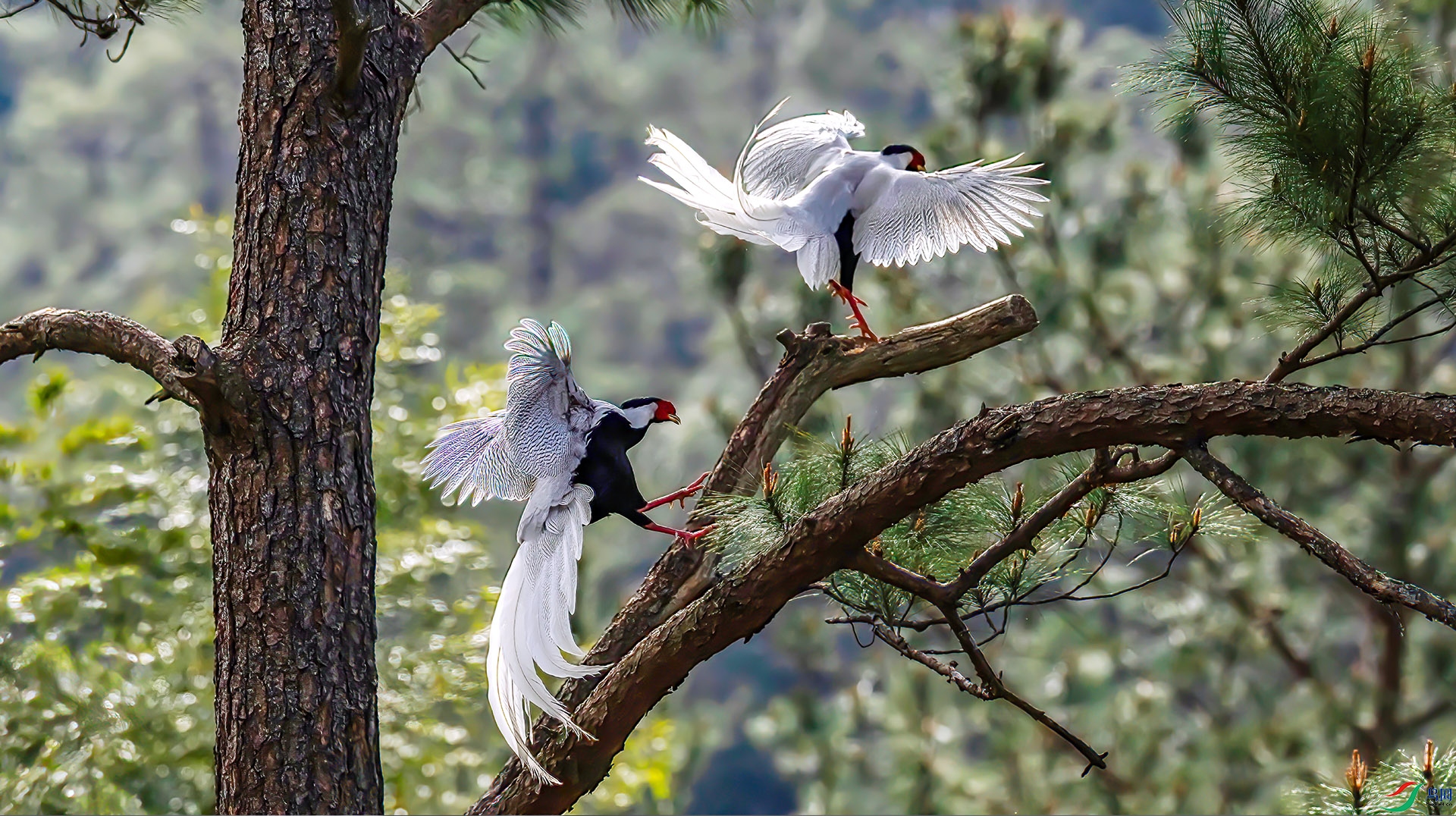 060A3539 ����-Sha---1+.jpg