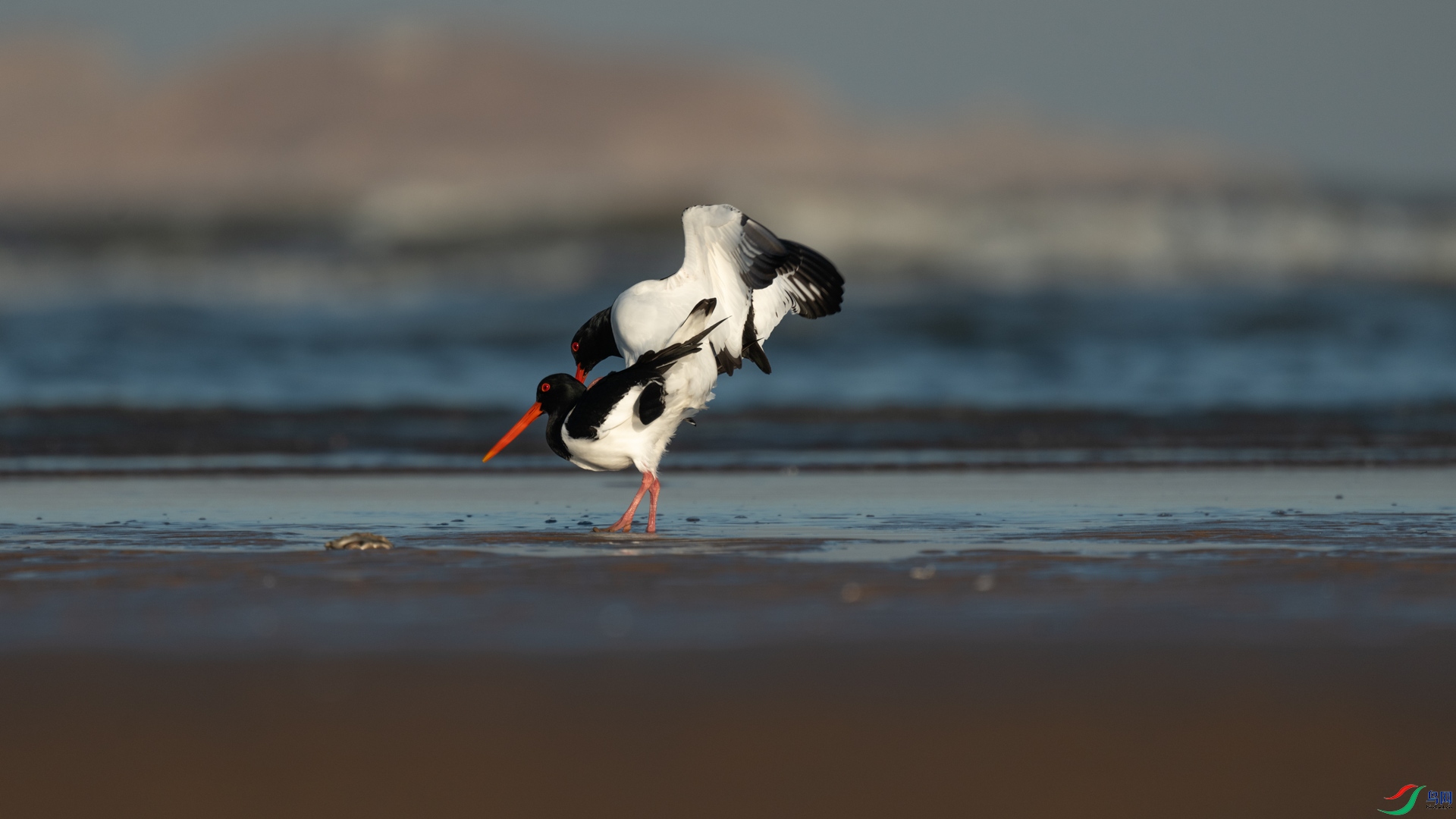 _DSC2826-1x5.jpg