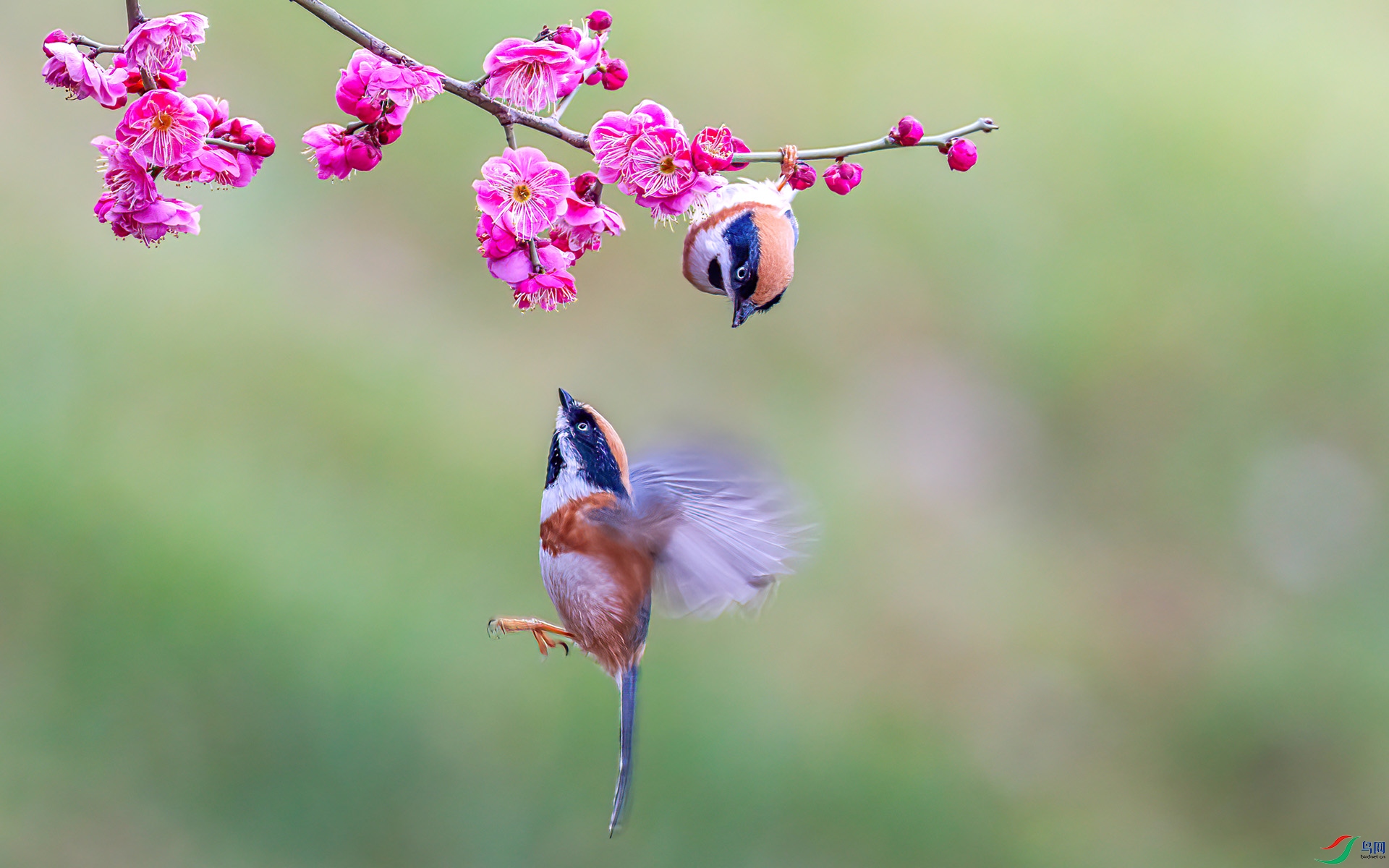 060A9687 ����-Sha----1 .jpg