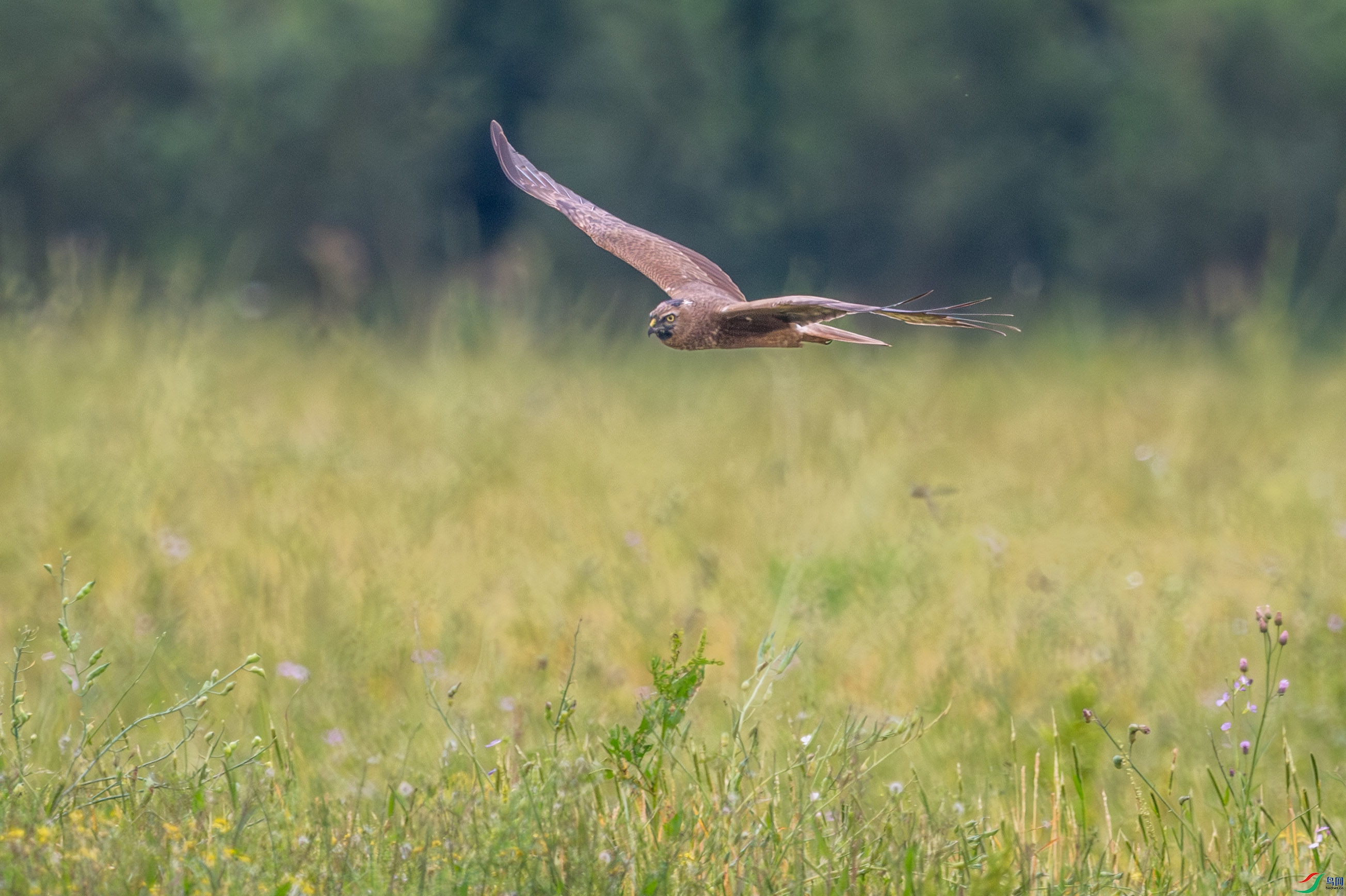 DSC_3361_1.JPG