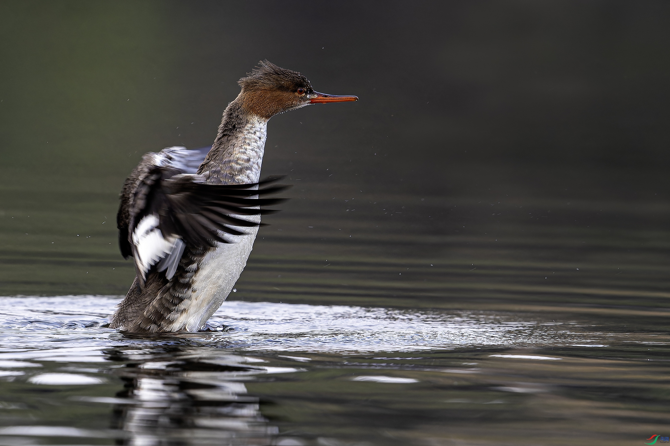 ������ɳѼ (1)-1.jpg