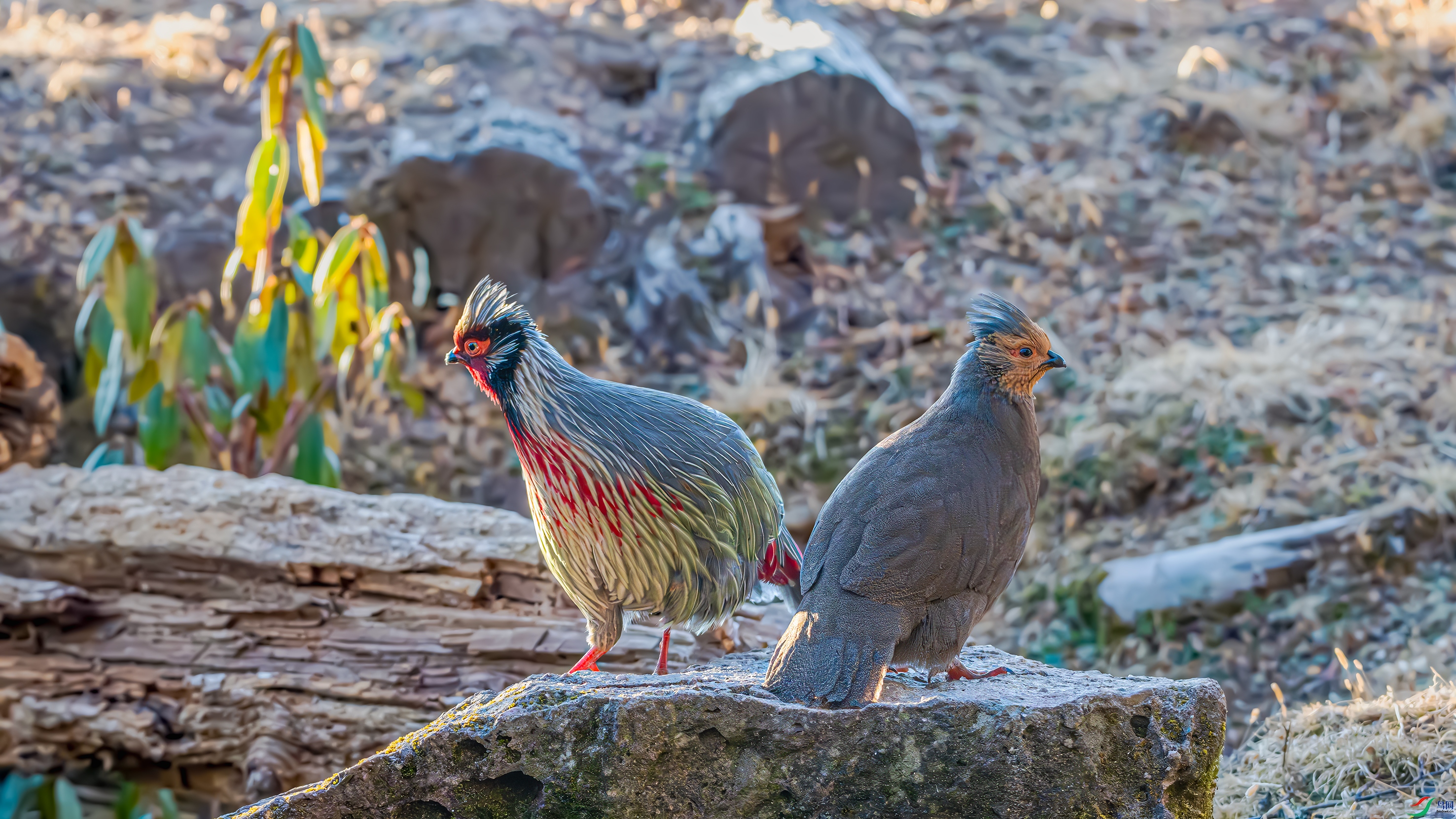 DSC_7072.jpg