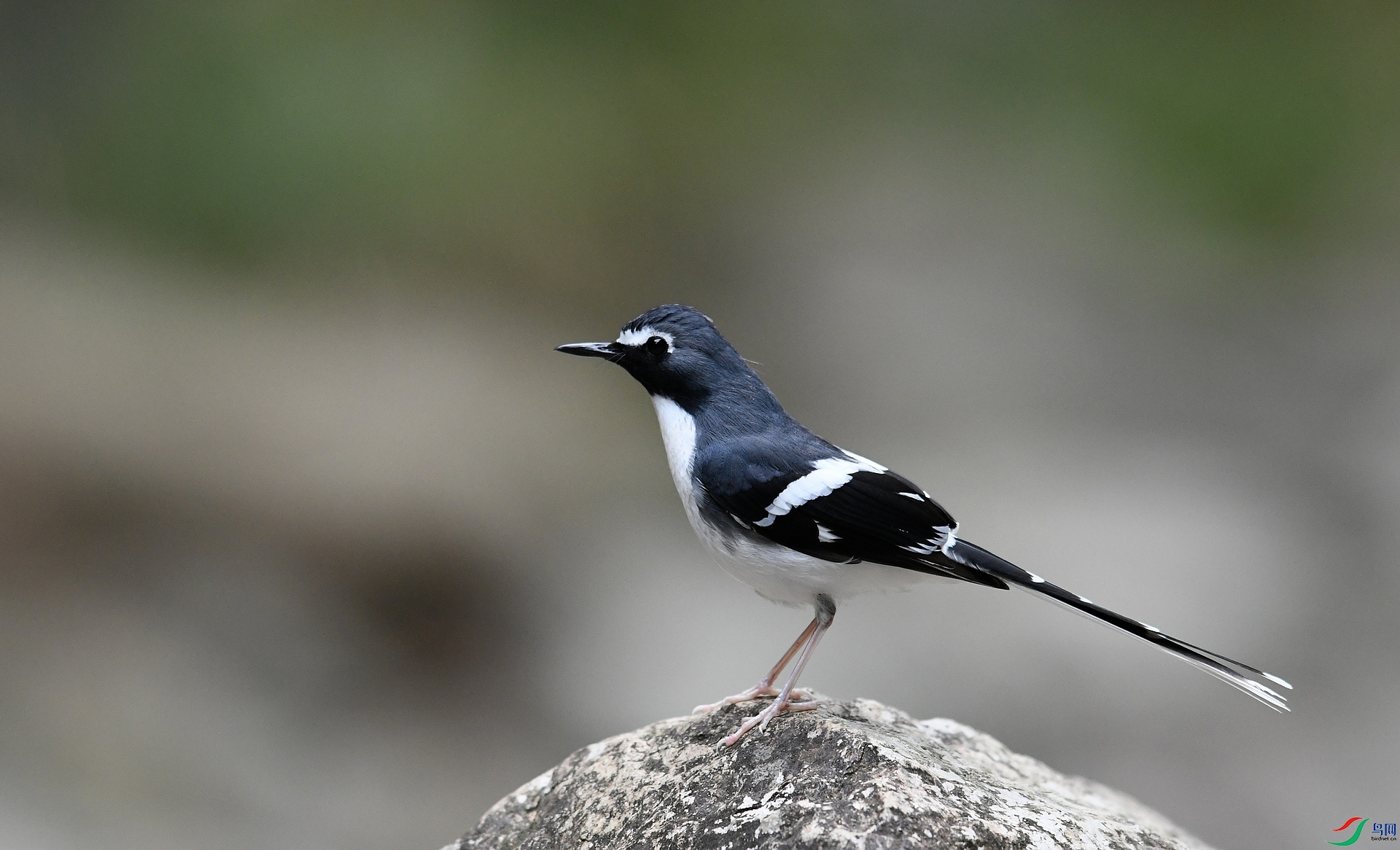 DSC_9837.jpg