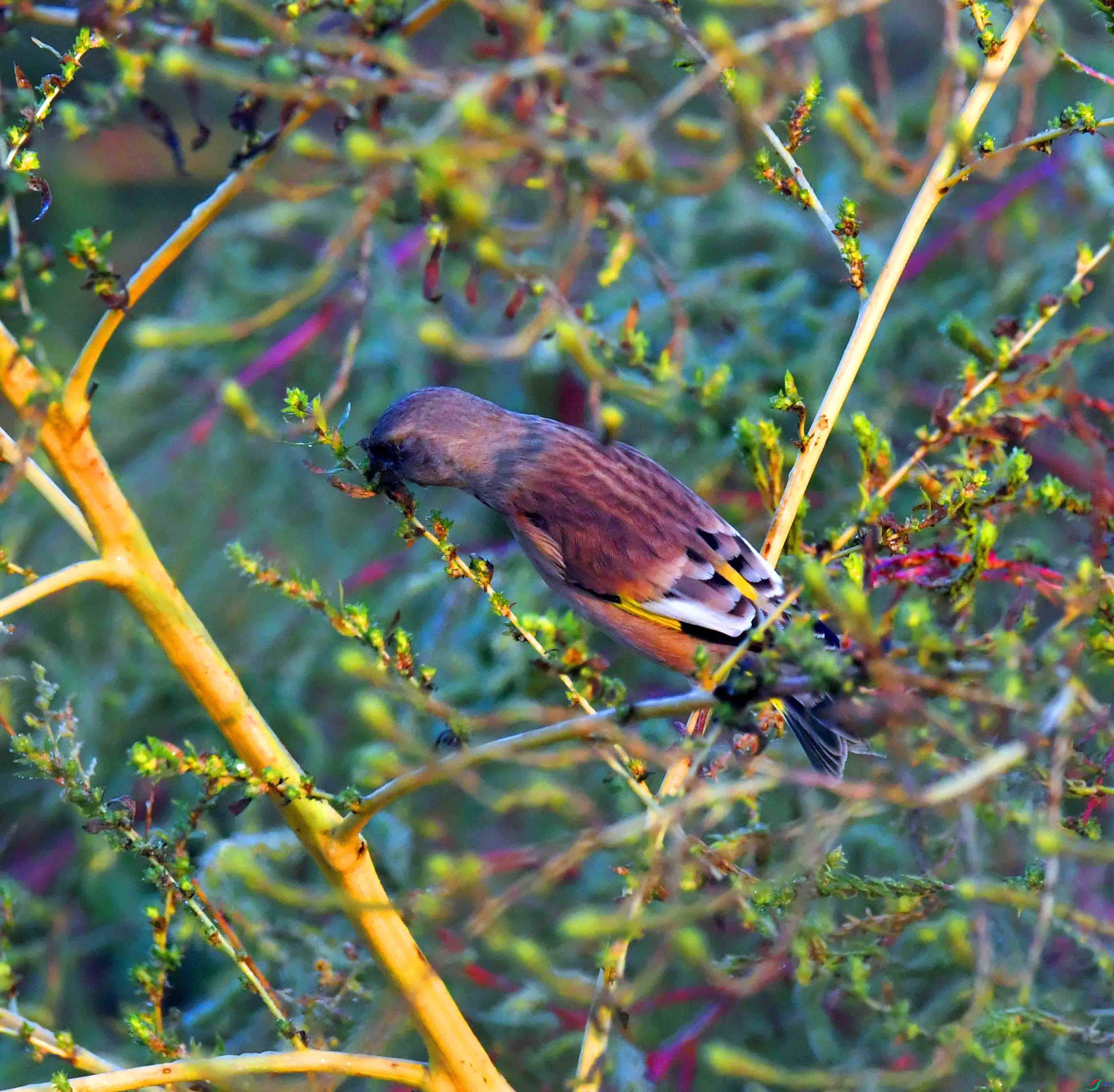 DSC_6046.JPG