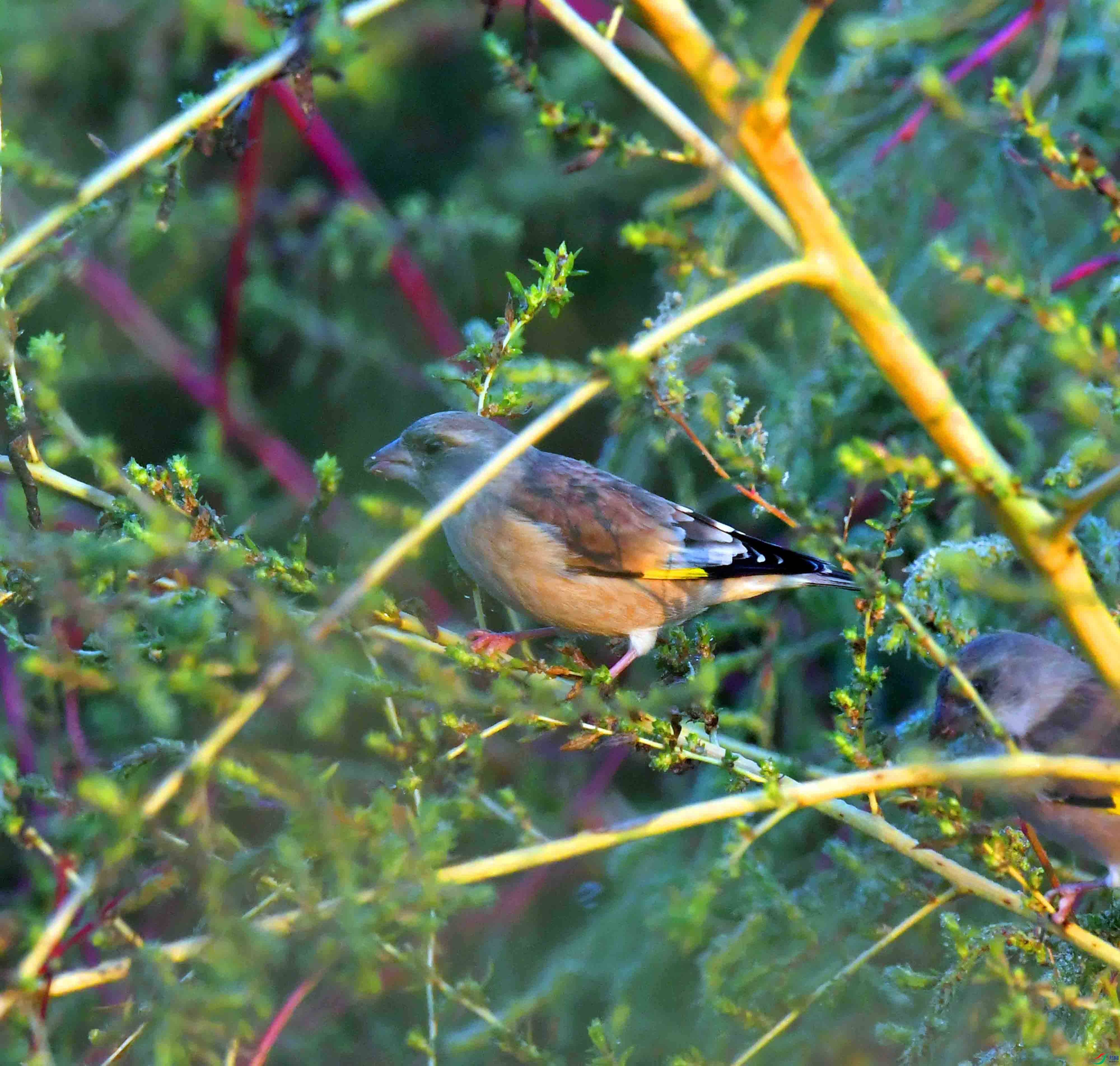 DSC_6084.JPG