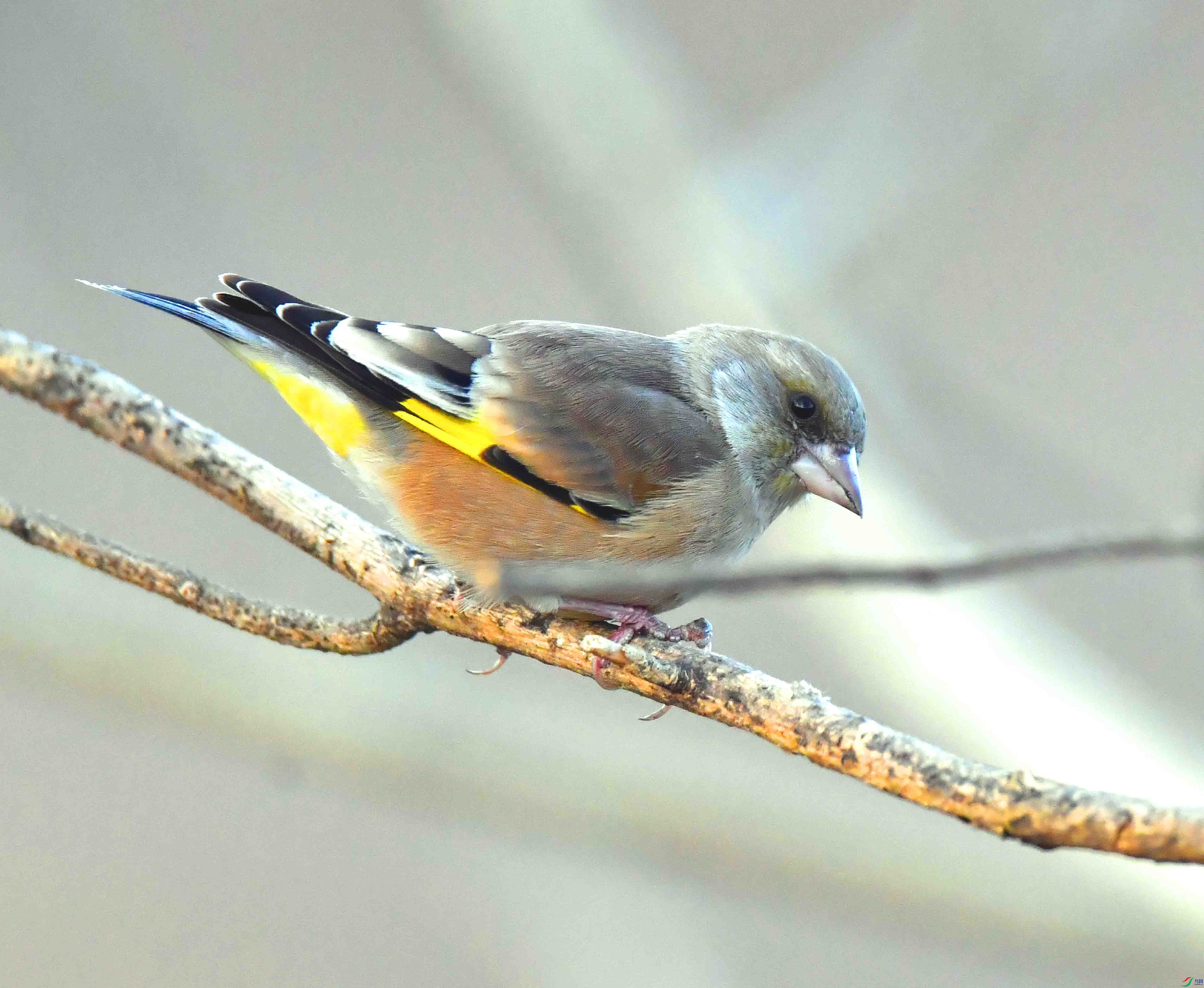 DSC_9468.JPG