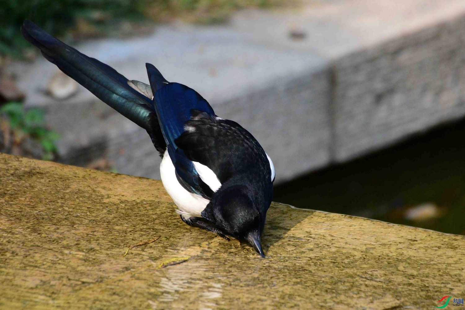 DSC_8949.JPG