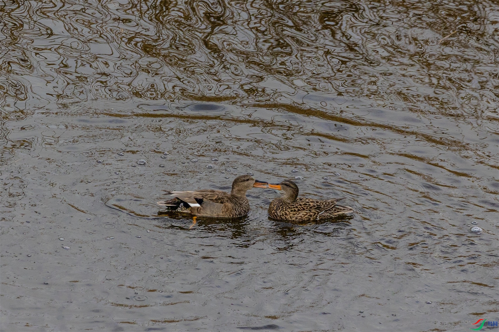 1K3A0283 ����1.jpg