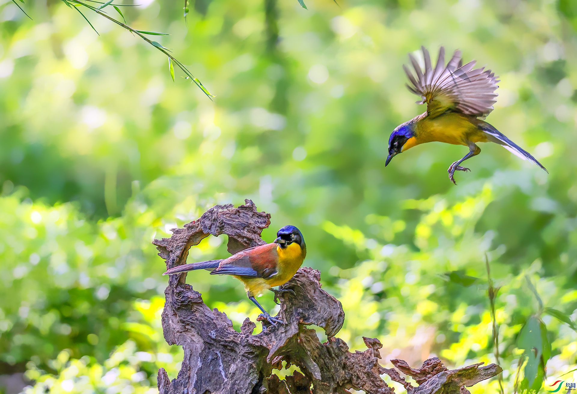 060A0853 ����-Sh---1 .jpg