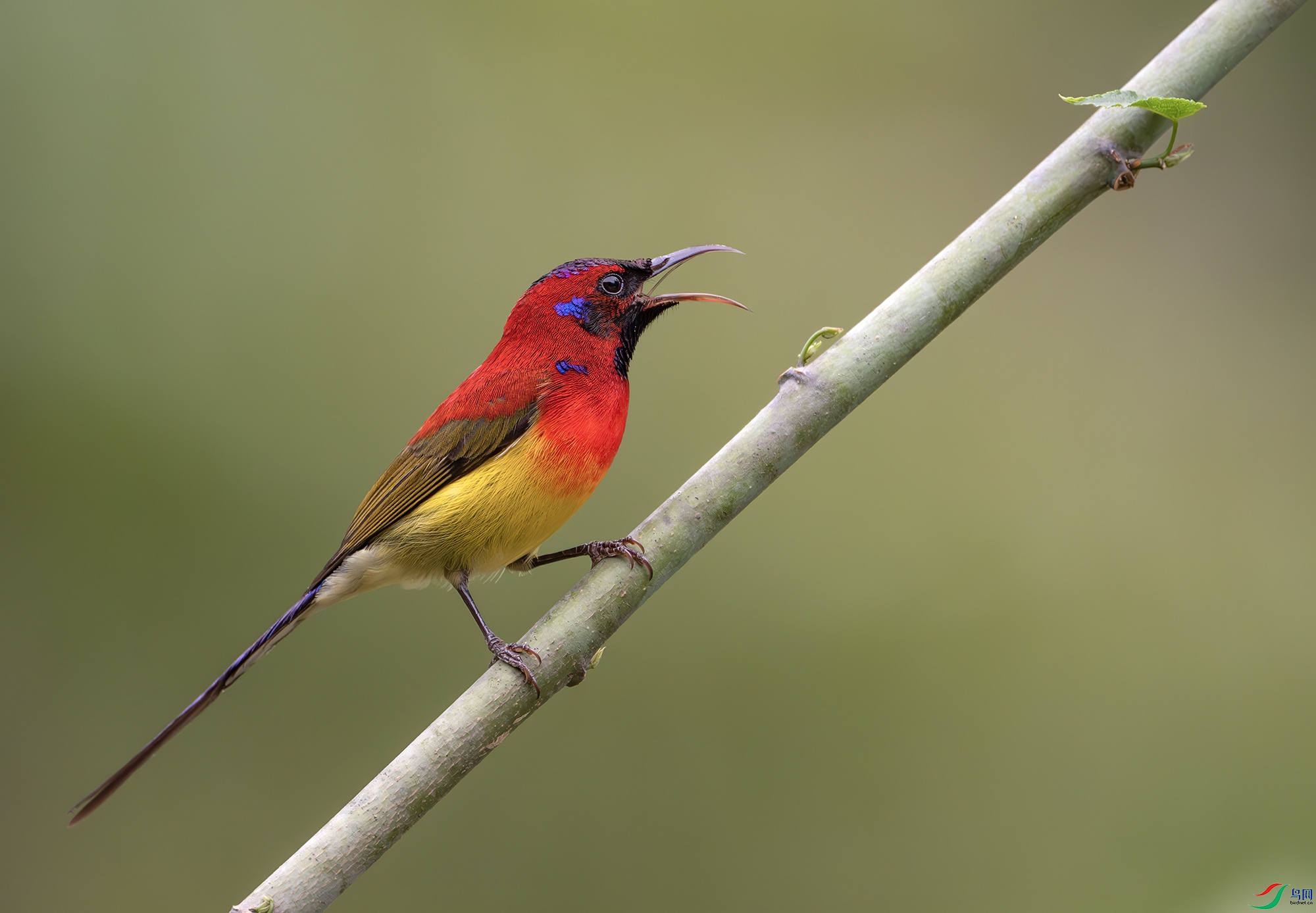 Y25_8240-����ǿ-NR ����.jpg