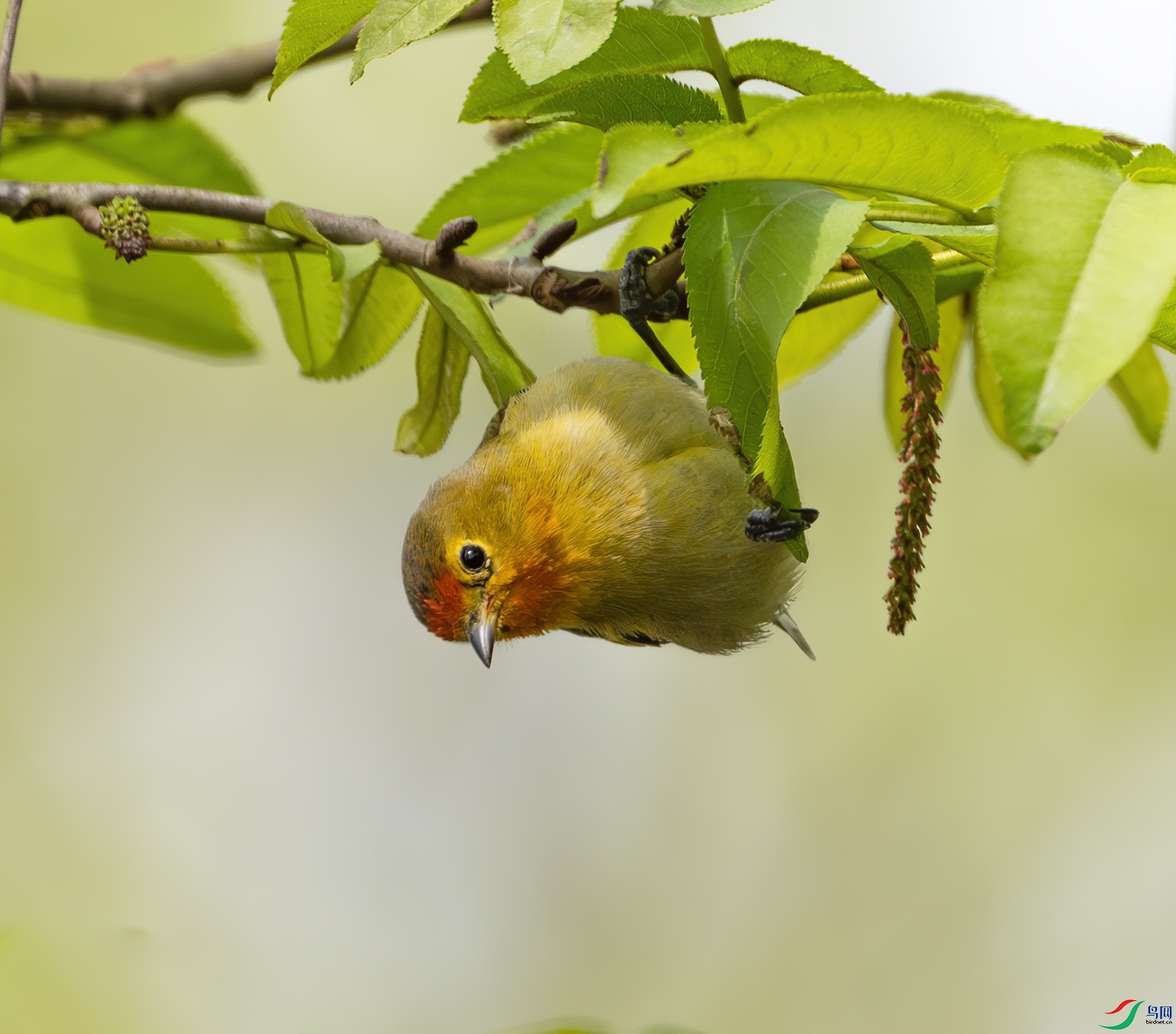 DSC_9596-����ǿ-NR ����.jpg