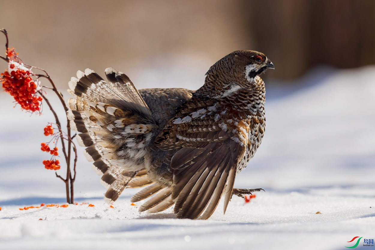 _D2A0572-CR3_DxO_DeepPRIME ����-11.JPG