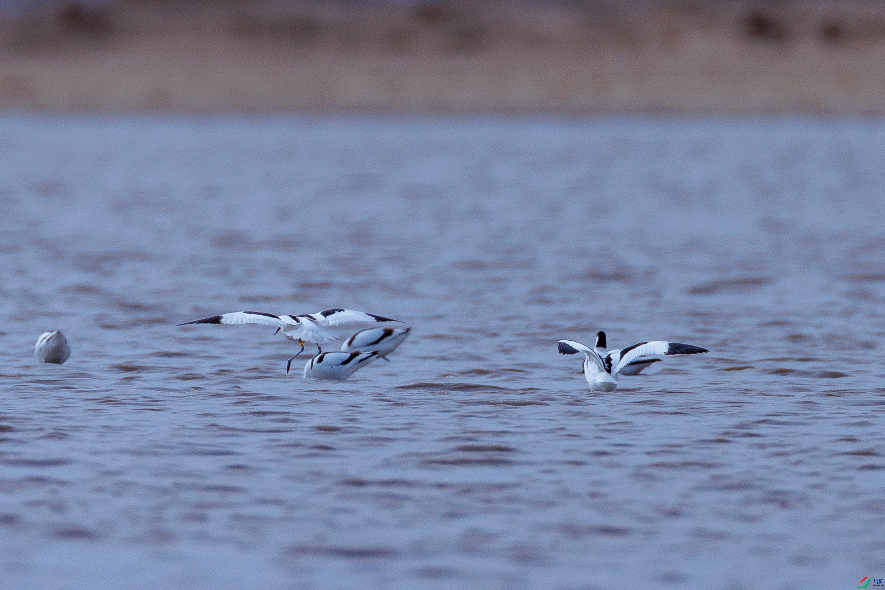 ˫�Ŵ��Ż���ʶ�ķ�����