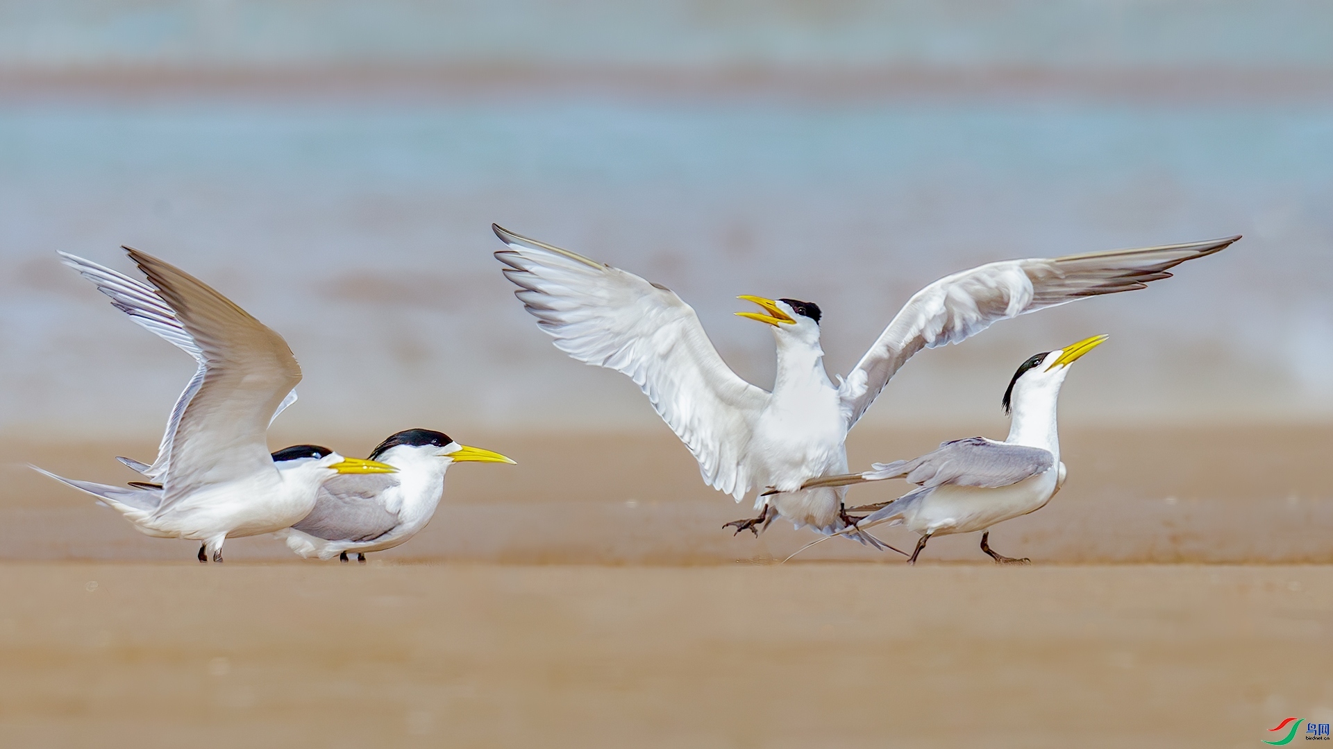 4.25�ƽ�Ҷ��ʦ��Ʒ     ���ֵĺ�̲ ��ף���ٻ���Ӱʦ������.jpg