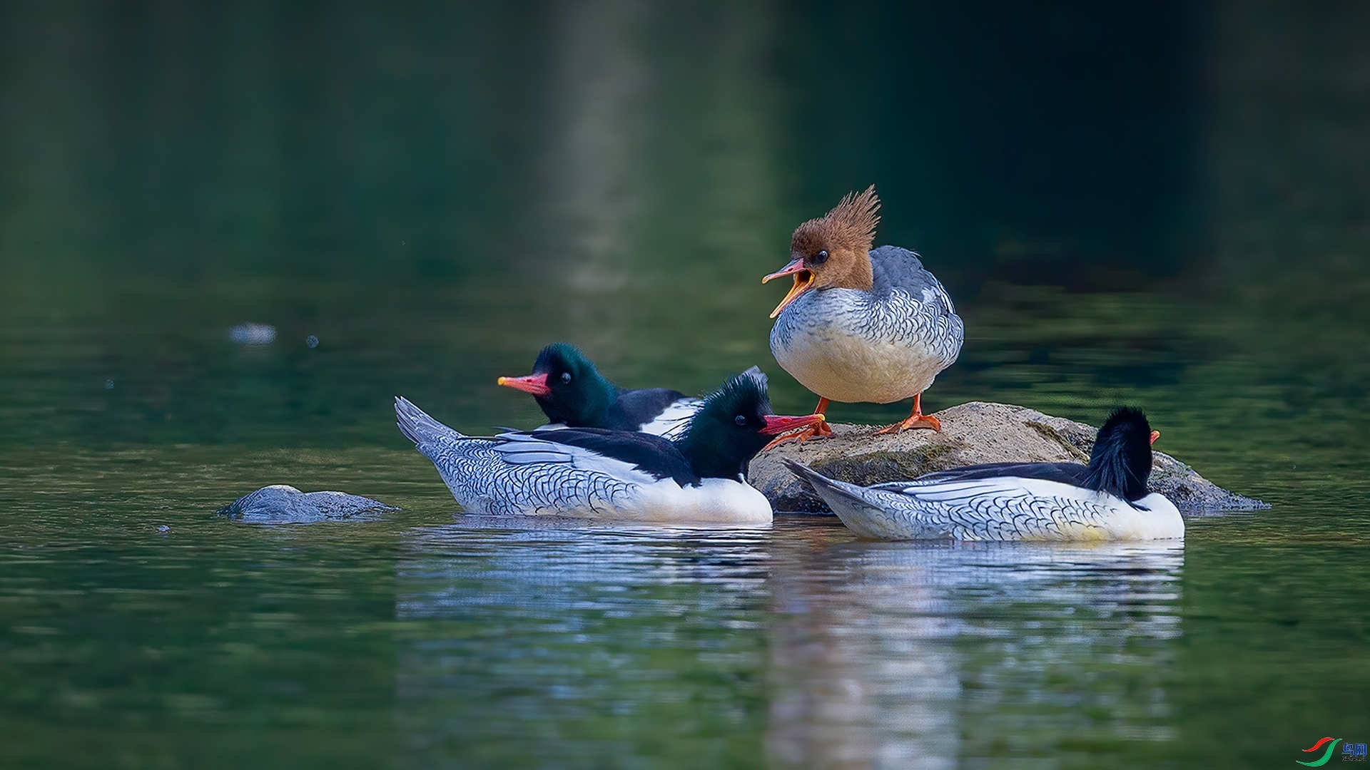 4.27��������ʦ��Ʒ   �����¶ ��ף���ٻ��Ա������.jpg