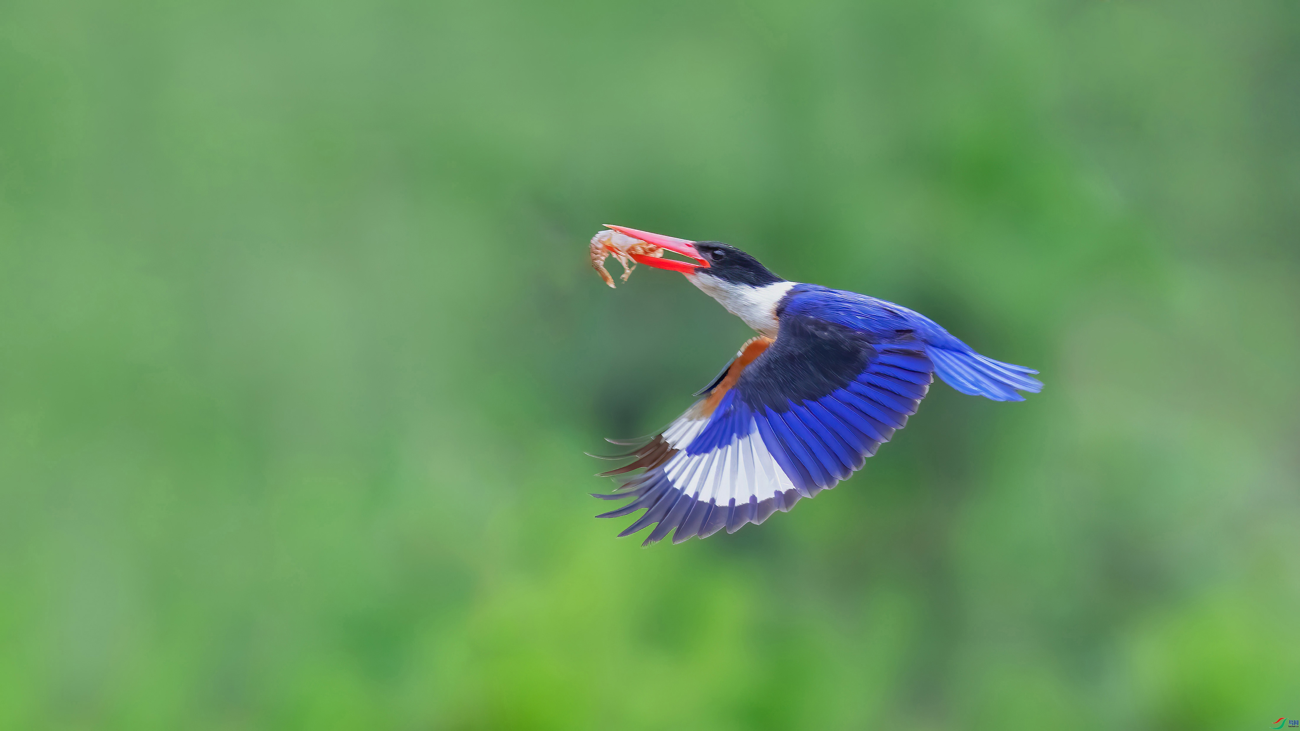 4.28��������ʦ��Ʒ   ��ɫ���� ��ף���ٻ����Ѿ�����.jpg