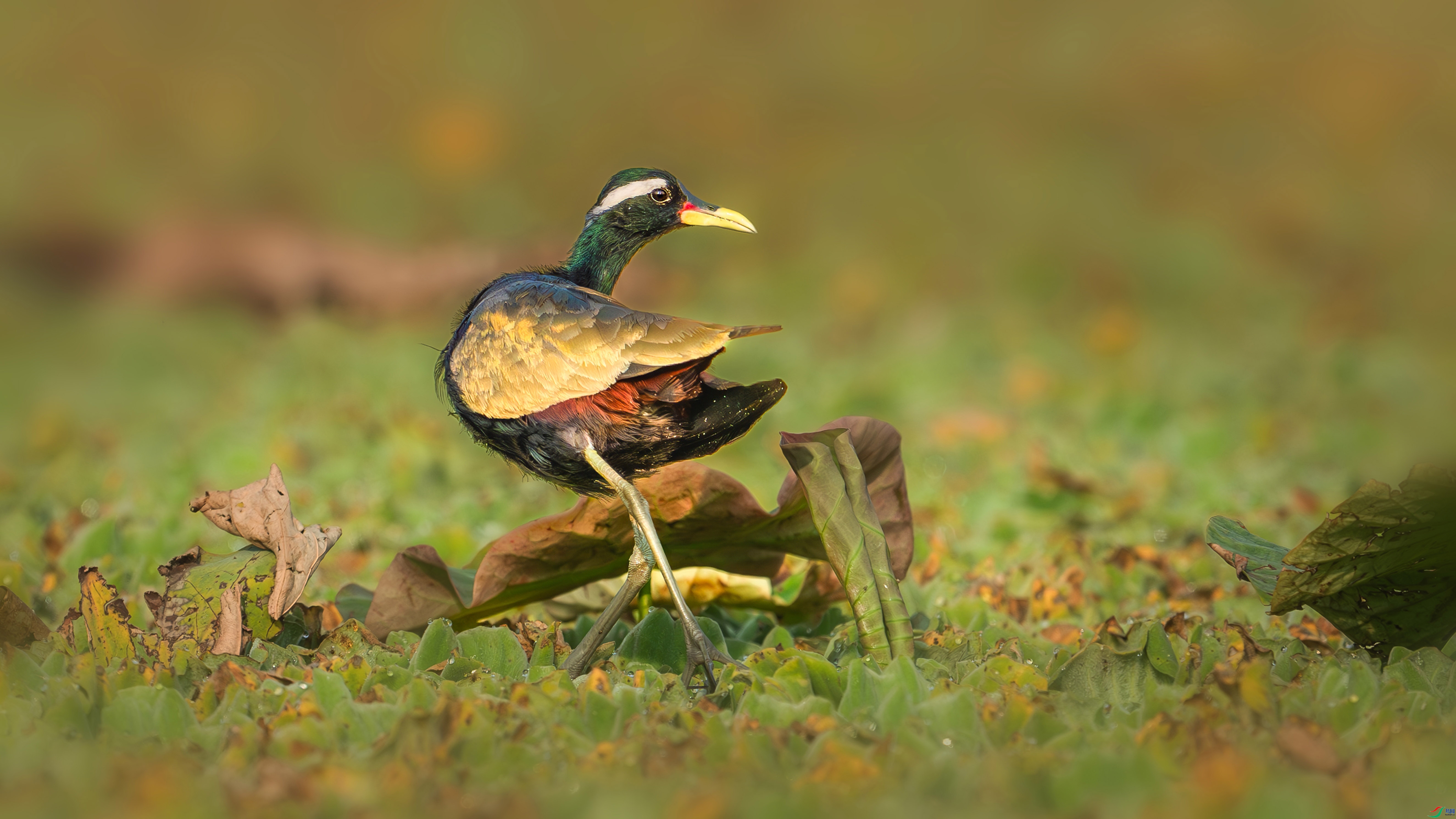 4.28����������ʦ��Ʒ   �������� ��ף���ٻ����������.jpg