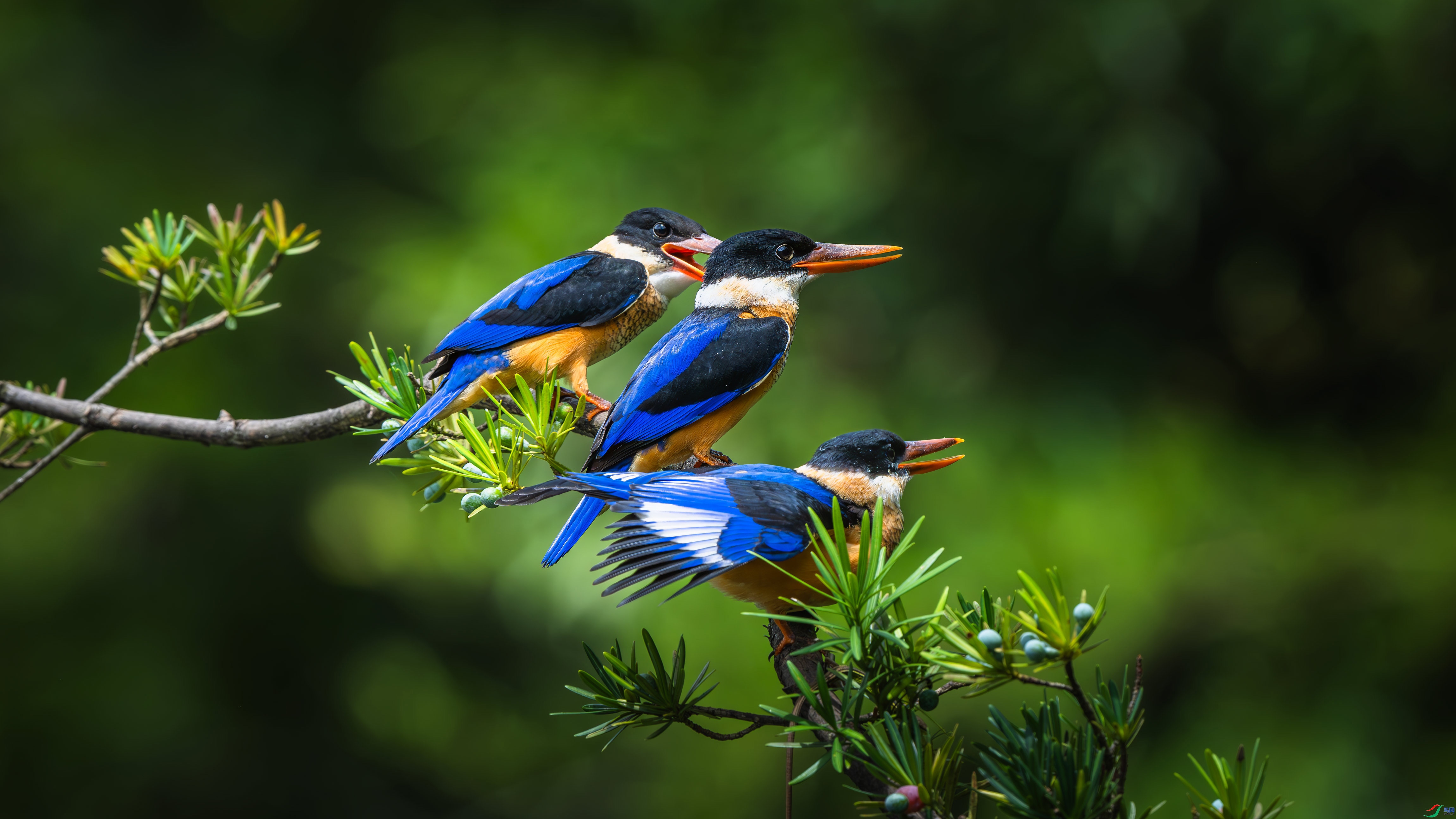 4.29��������ʦ��Ʒ   ����� ��ף���ٻ����Ѿ�����.jpg