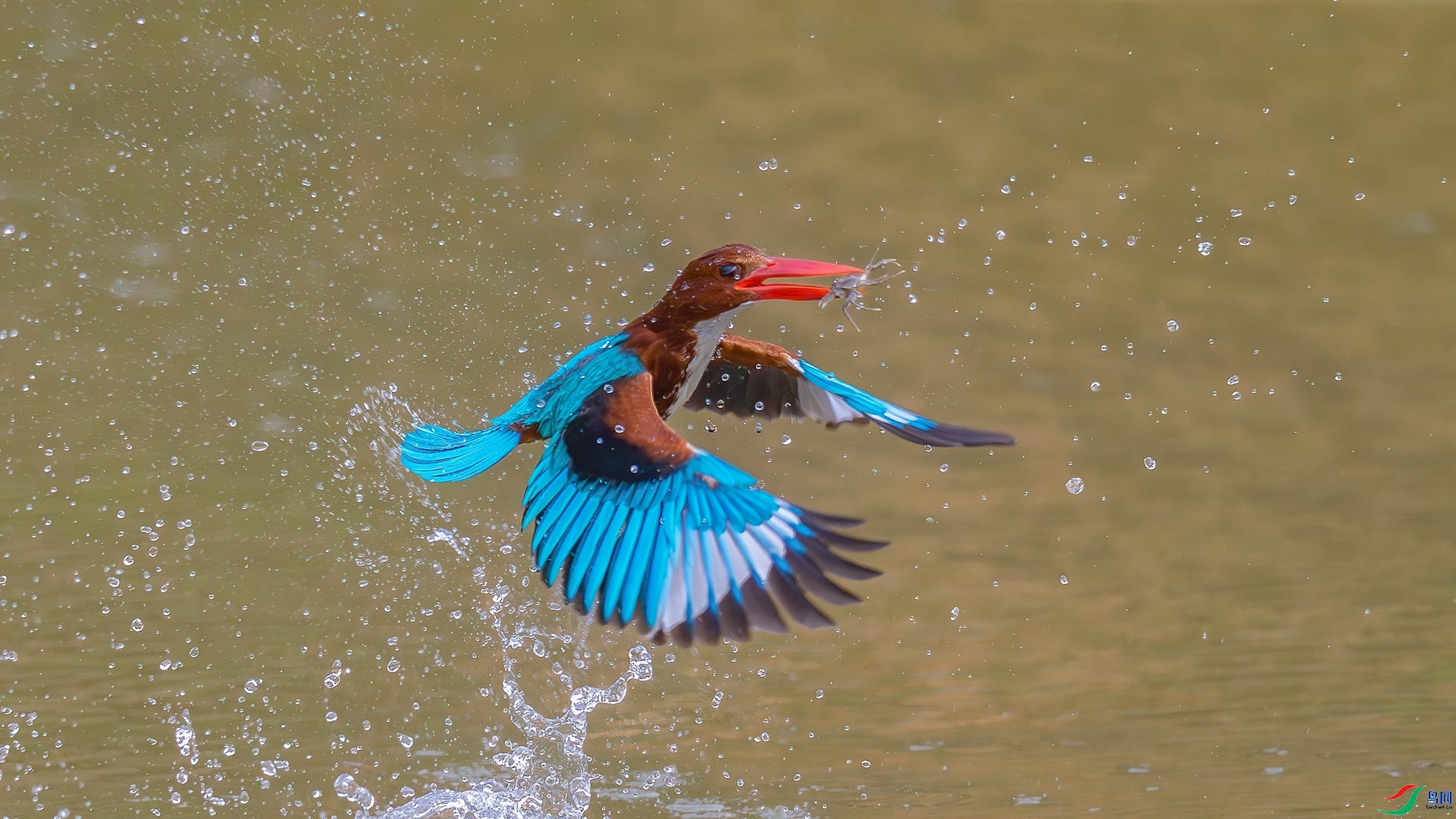 4.29��������ʦ��Ʒ   ���������ץ�з ��ף���ٻ��Ա������.jpg