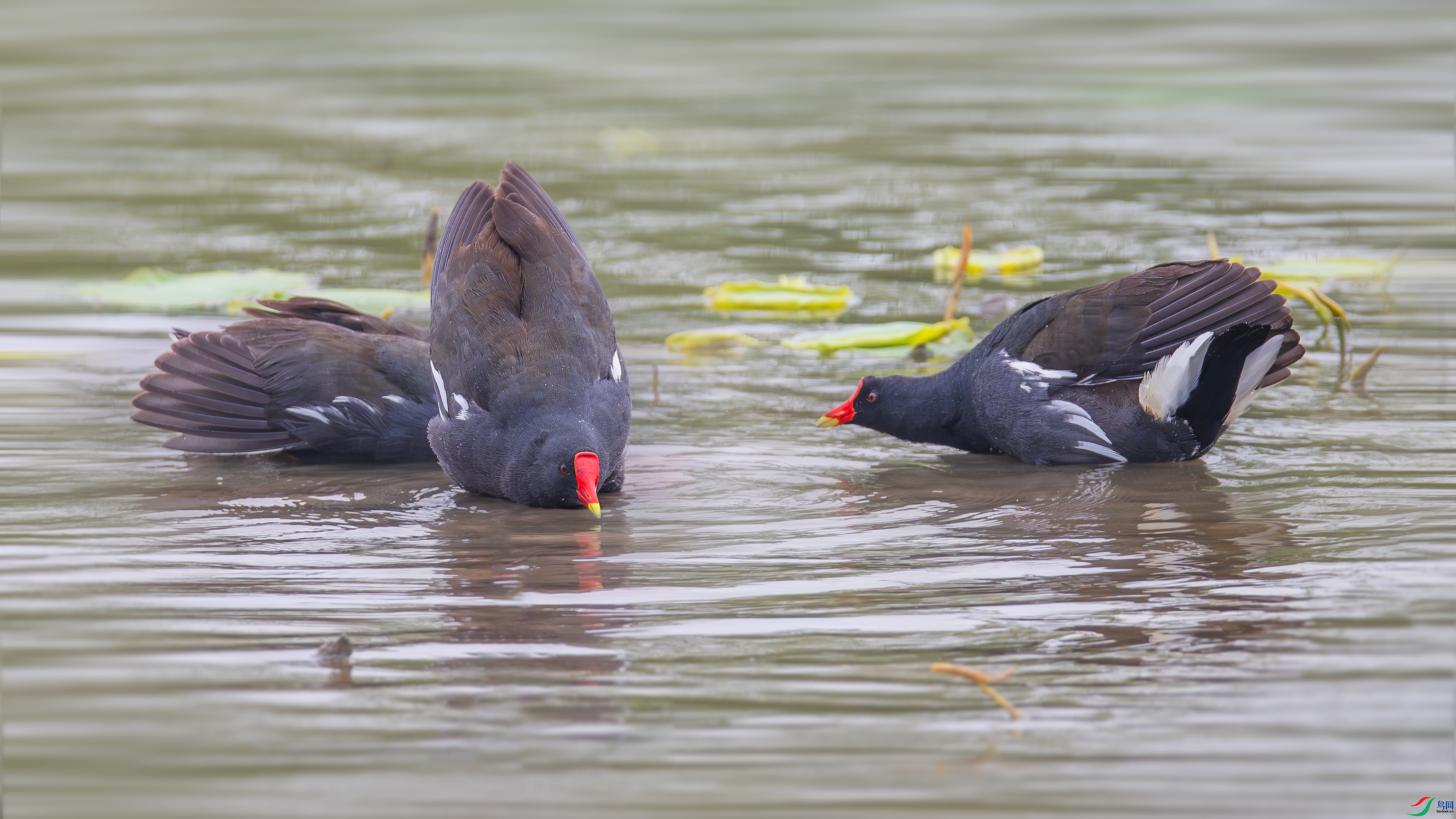 4.30��������ʦ��Ʒ   һ��������ף���ٻ����Ѿ�����.jpg