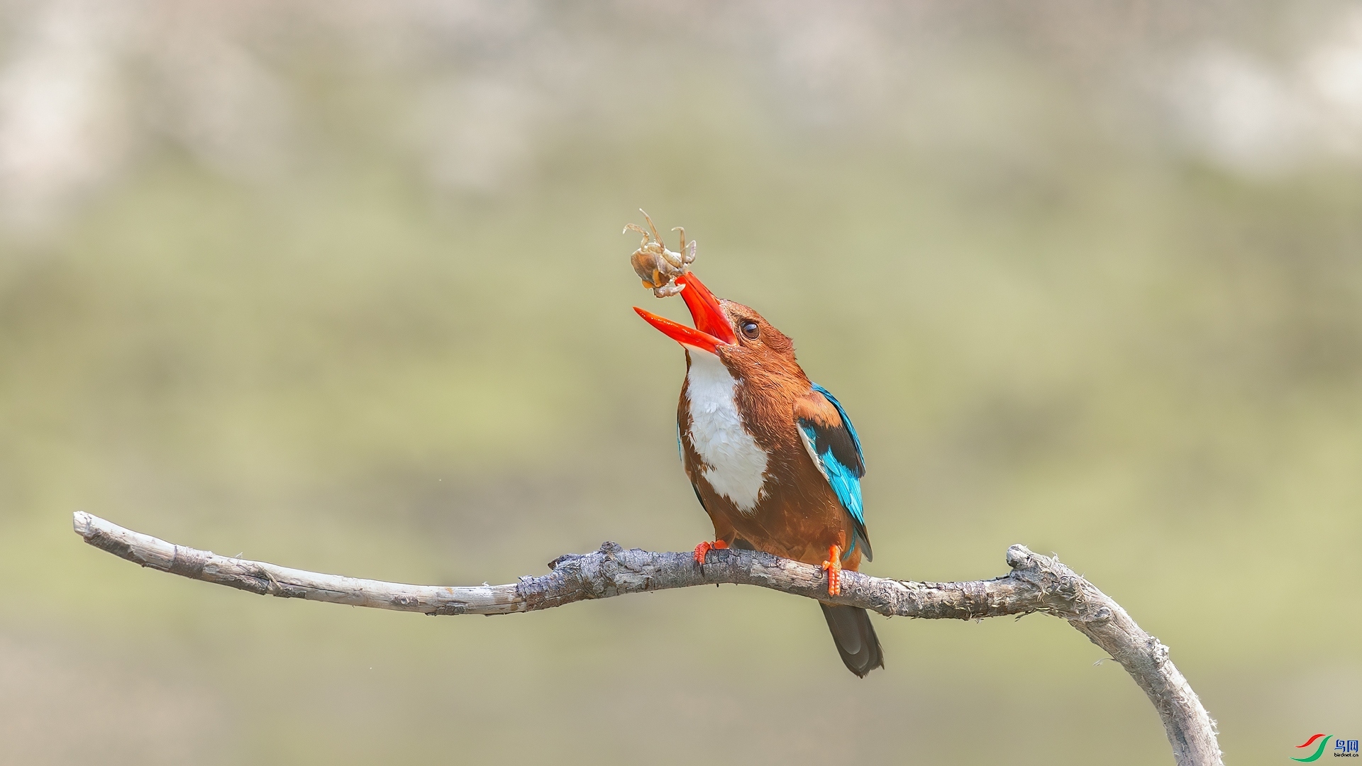 5.1��������ʦ��Ʒ   ������� ��ף���ٻ��Ա������.jpg